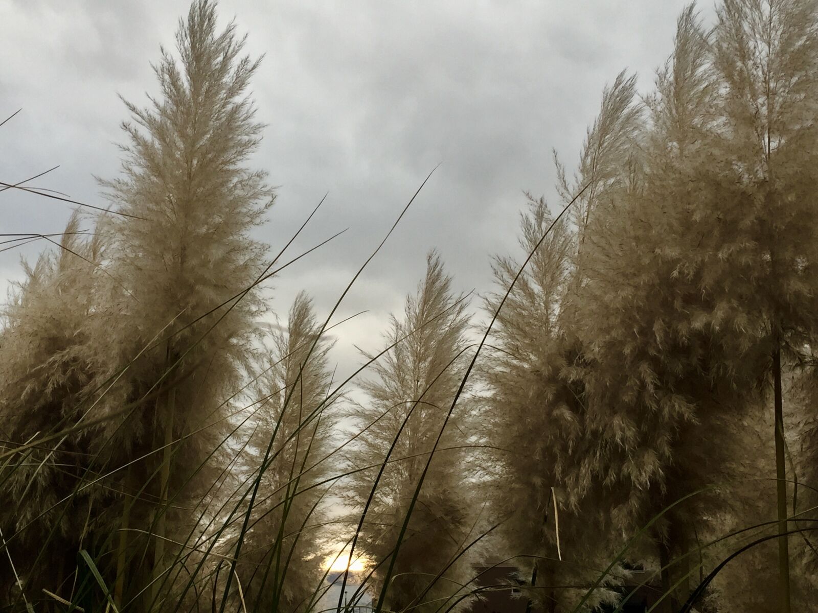 Apple iPhone 6 sample photo. White, fluffy, pampas, grass photography