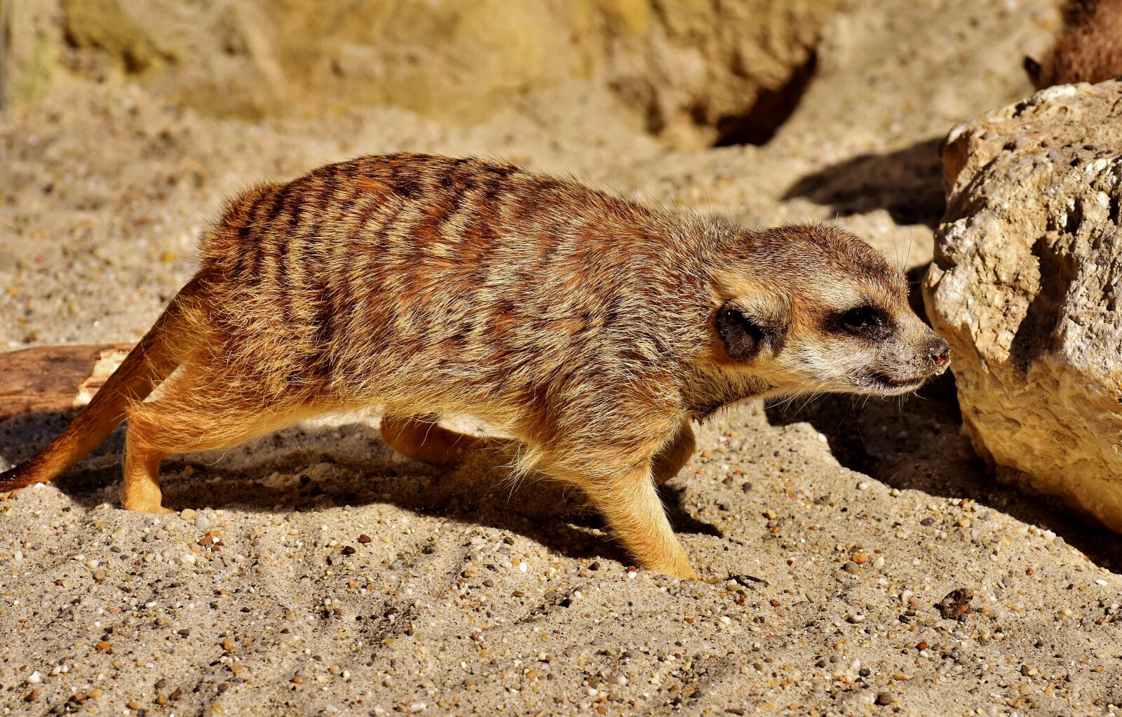 Nikon D7200 sample photo. Meerkat, cute, curious photography