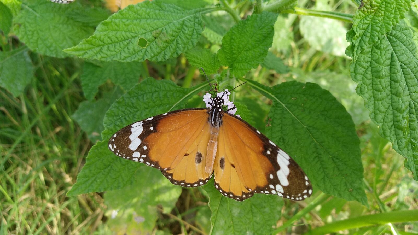 Xiaomi MI MAX 2 sample photo. Butterfly, nature, insect photography