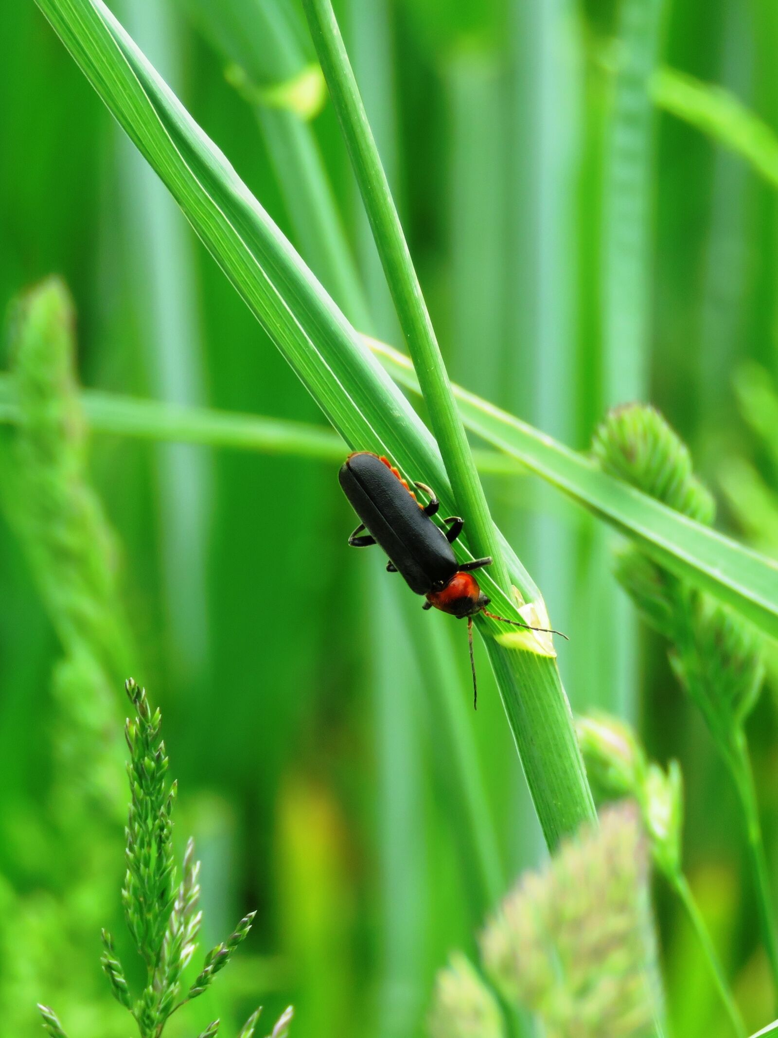 Canon PowerShot SX60 HS sample photo. Soldier beetle, beetle, insect photography