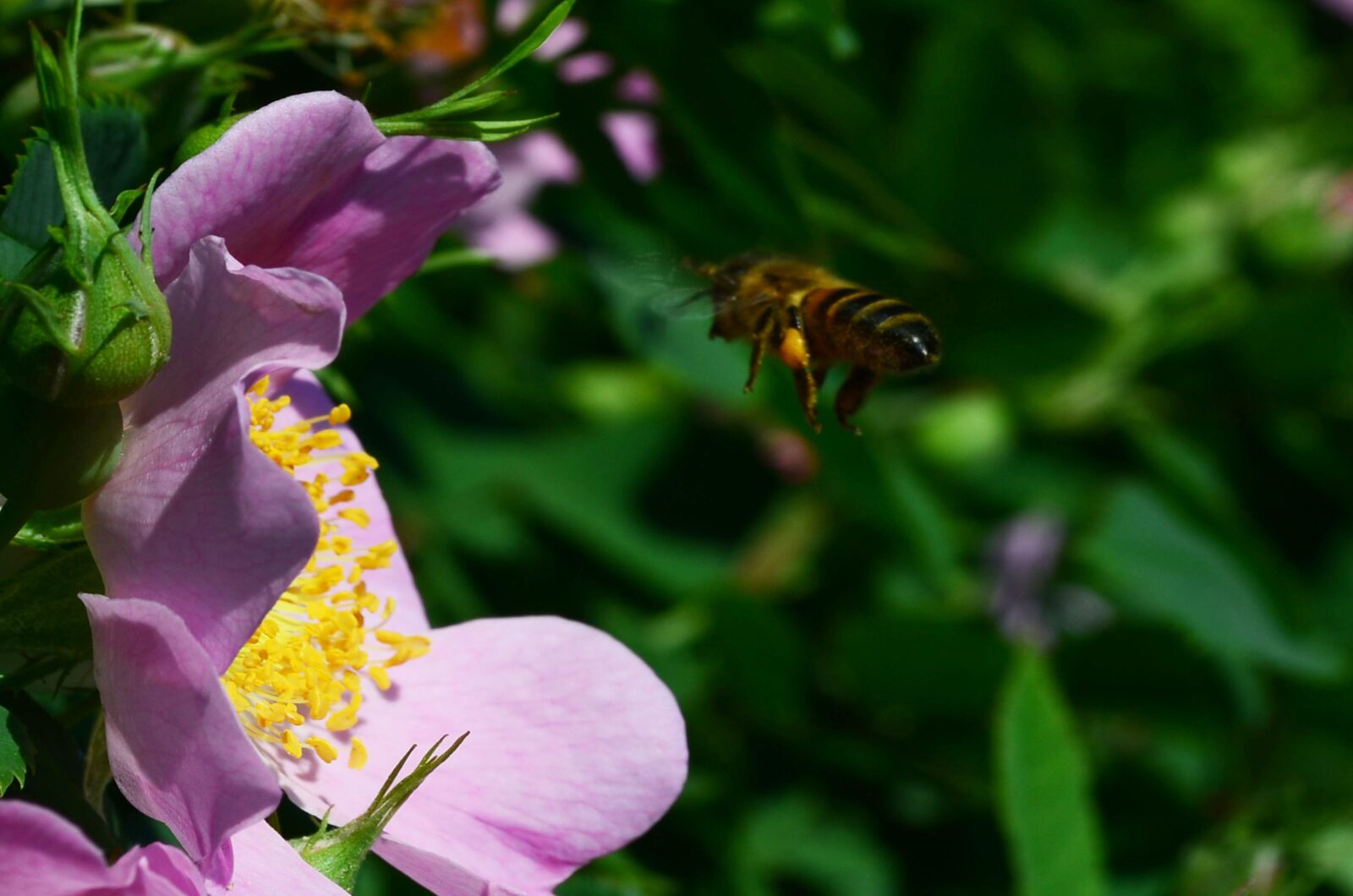 Nikon D5100 sample photo. Bee, flower, rose hip photography