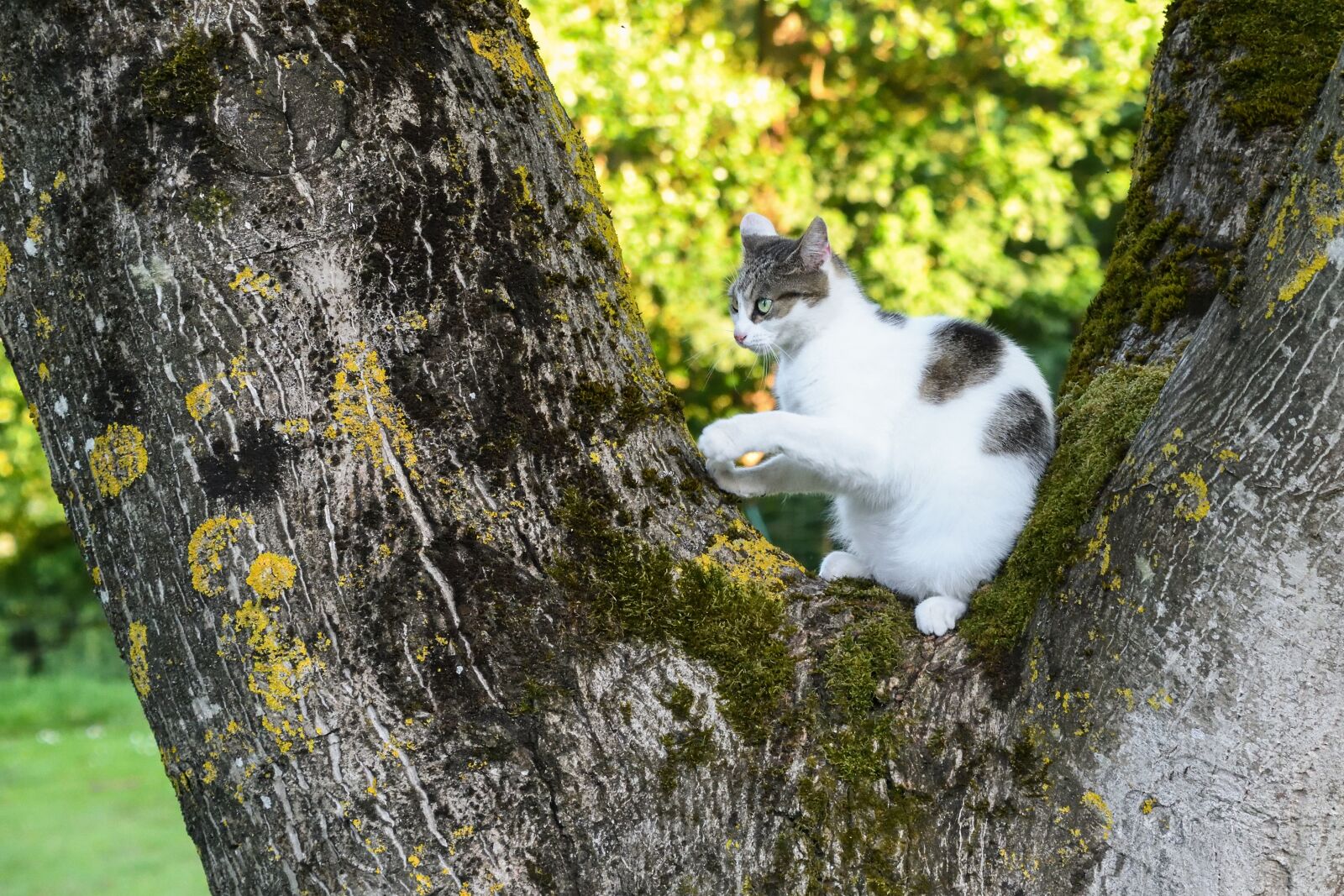 Nikon D500 sample photo. Cat, tree, green photography