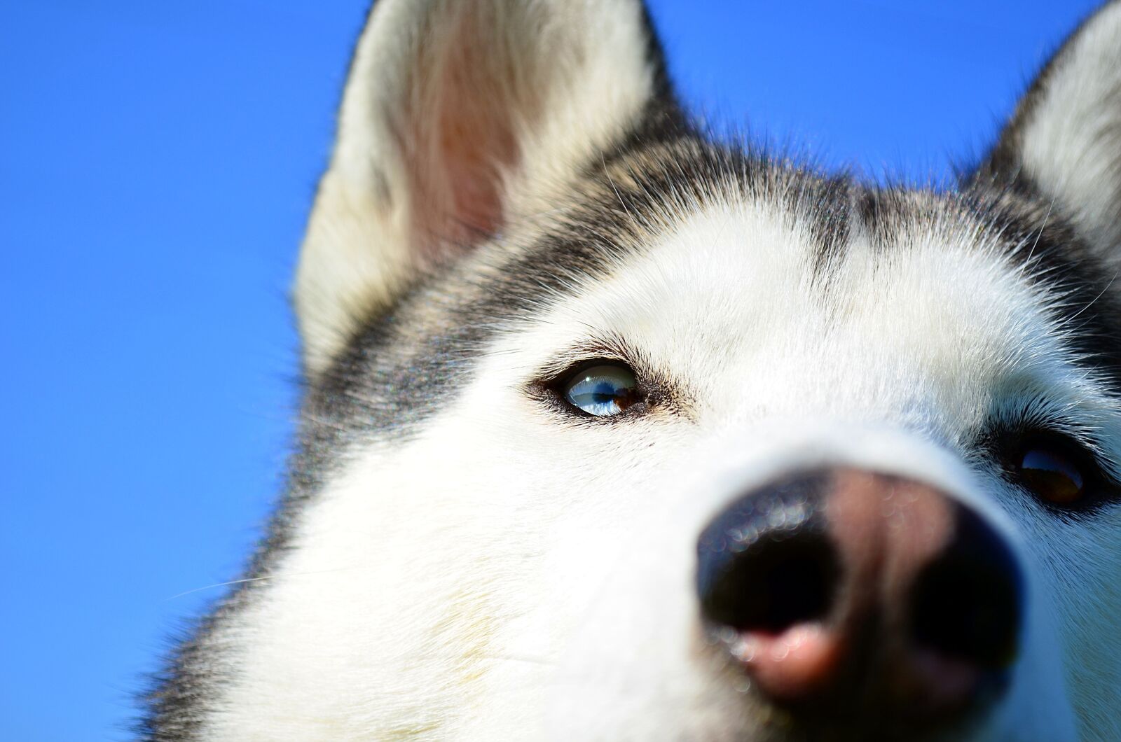 Nikon D5100 sample photo. Husky, dog, siberian husky photography
