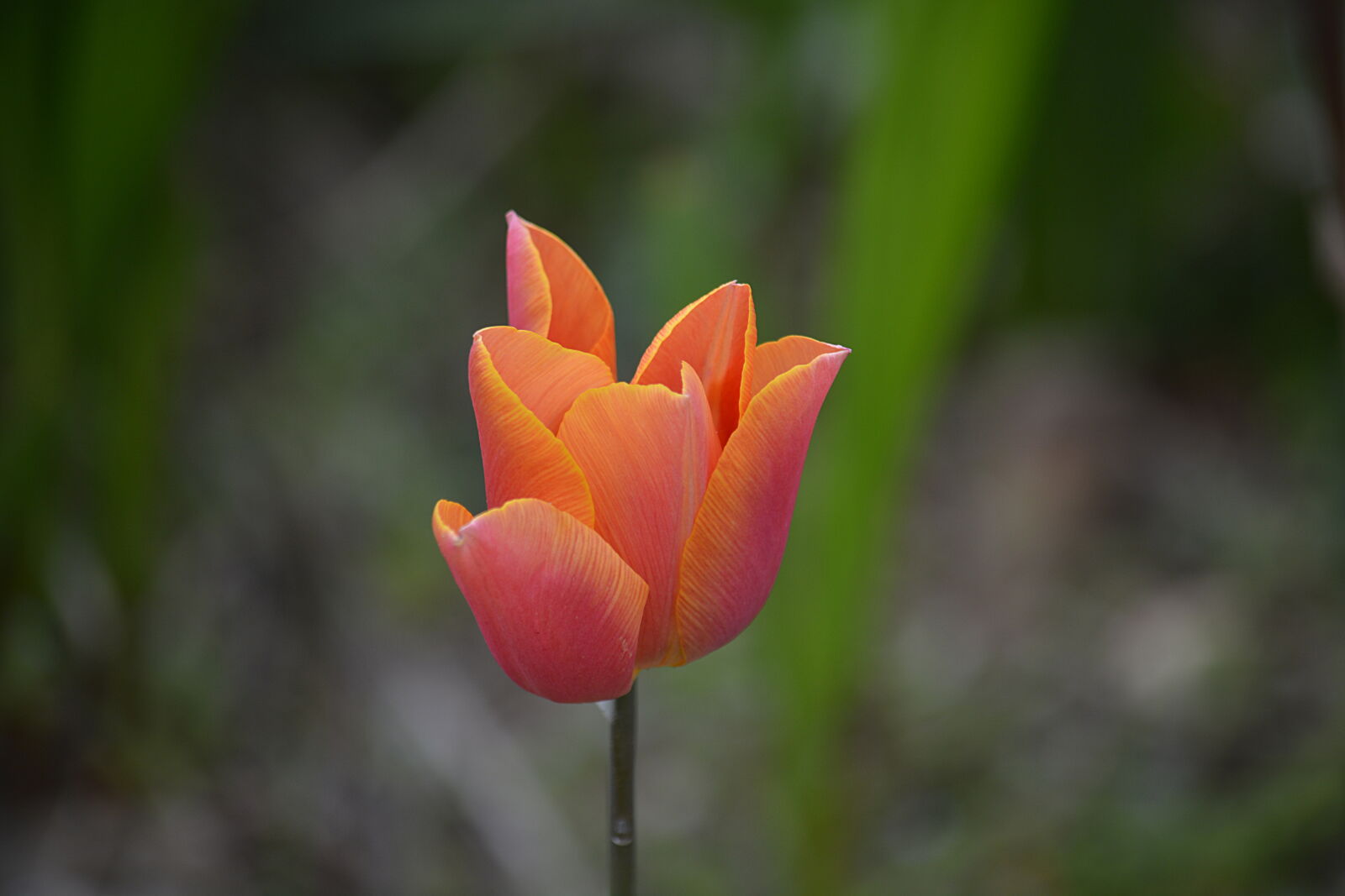 Nikon D5200 sample photo