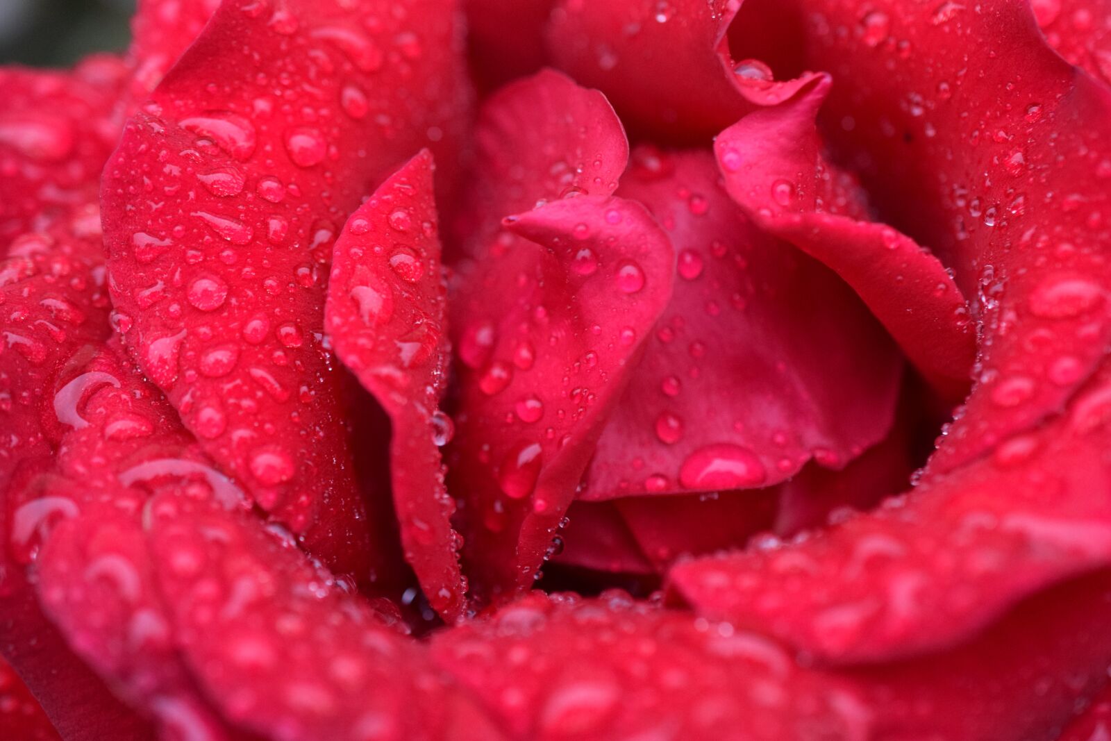 Nikon D3300 sample photo. Rose, red rose, blossom photography