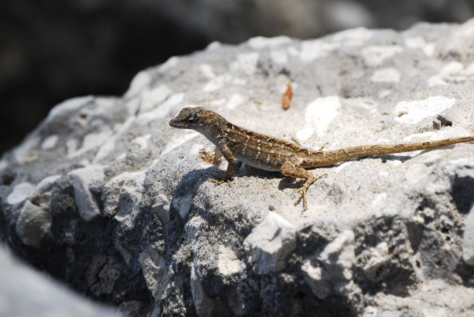 Nikon D200 sample photo. Lizard, florida, beautiful lizard photography