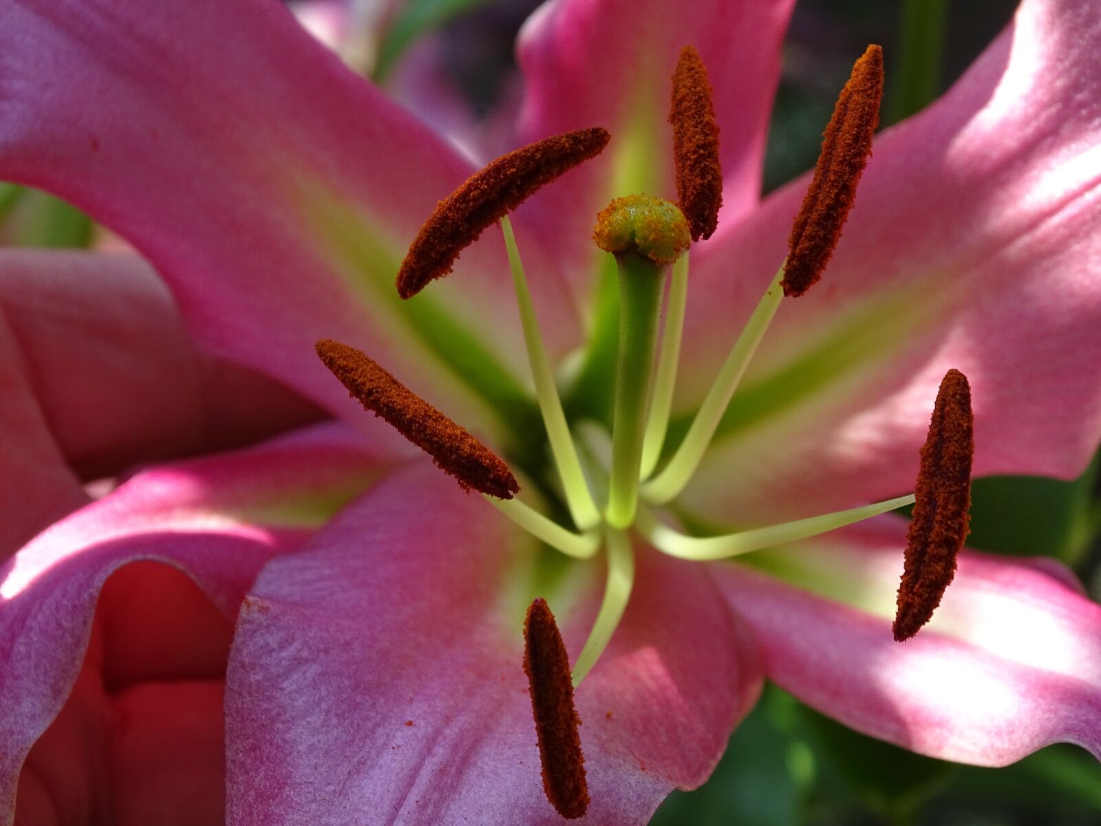 Sony Cyber-shot DSC-HX400V sample photo. Lily, blossom, bloom photography