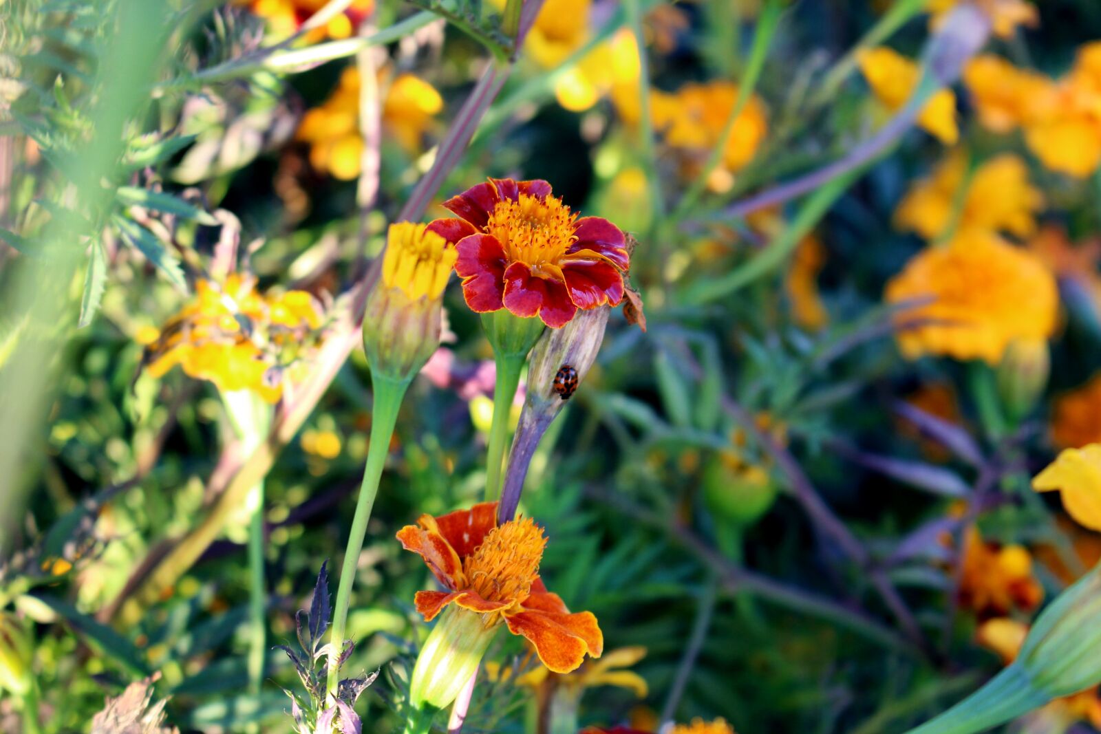 Canon EOS 700D (EOS Rebel T5i / EOS Kiss X7i) sample photo. Flowers, marigold, marigolds photography