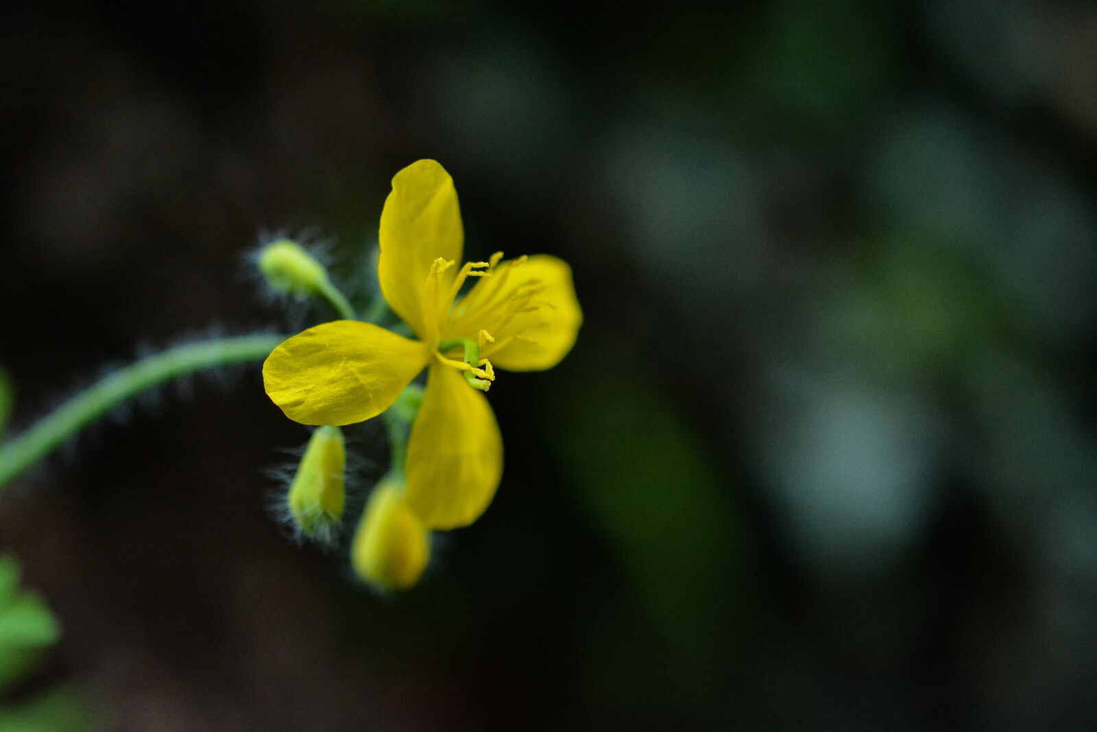 Nikon D5200 sample photo. Flower, yellow, macro photography
