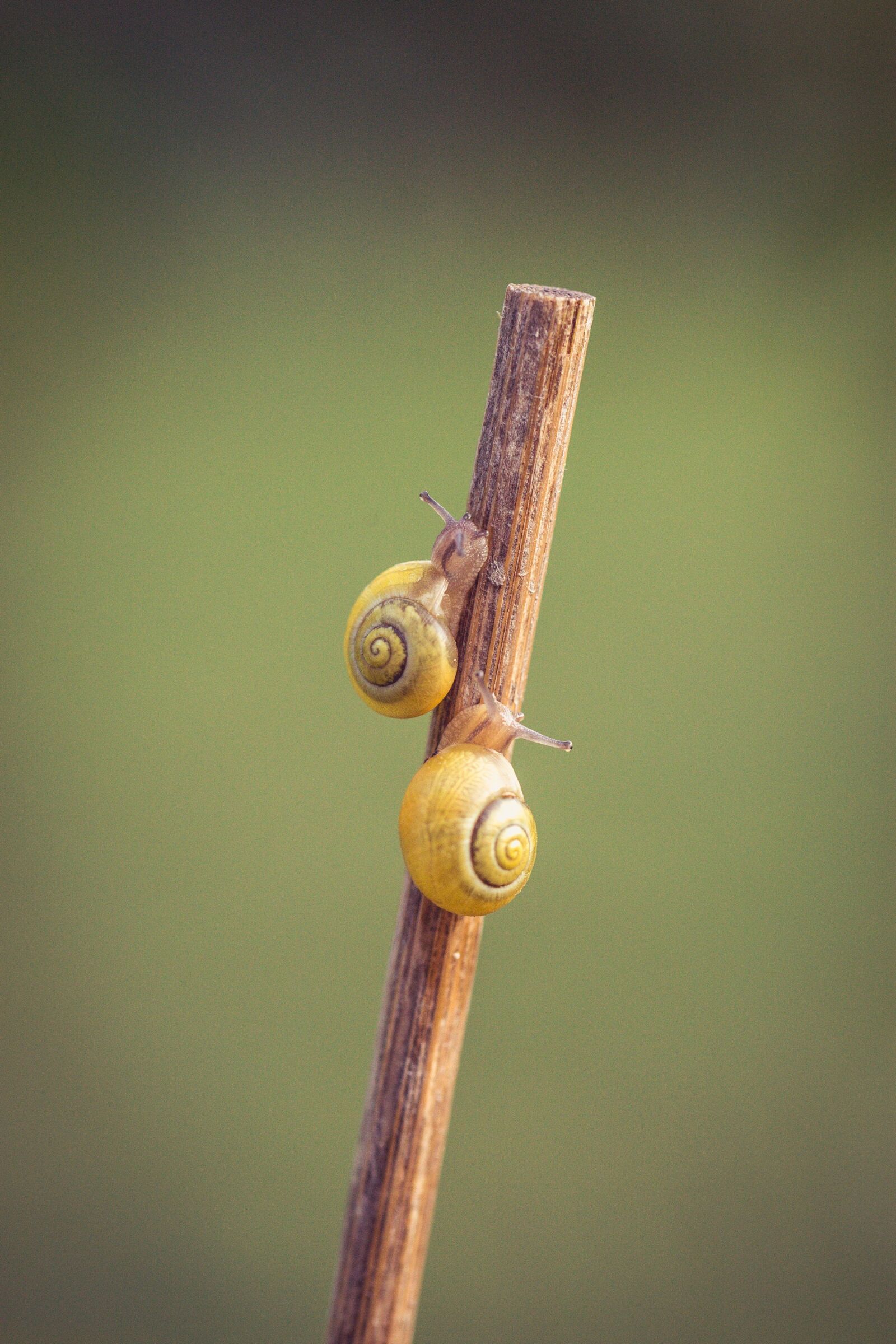 Canon EOS-1D Mark III + Canon EF 100mm F2.8L Macro IS USM sample photo. Snails, yellow, shell photography