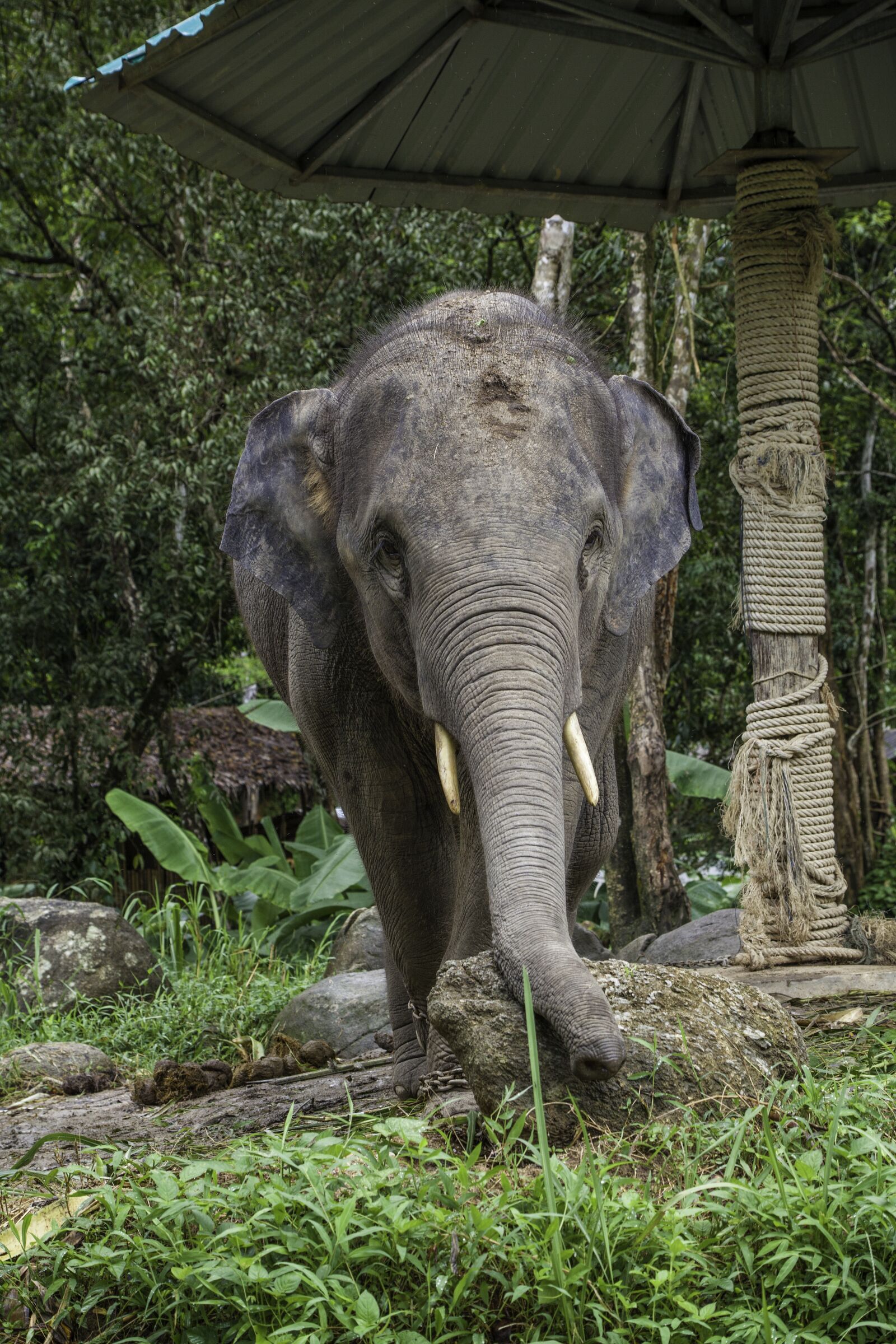 Canon EF 80-200mm F4.5-5.6 II sample photo. Asian elephant, elephant calf photography