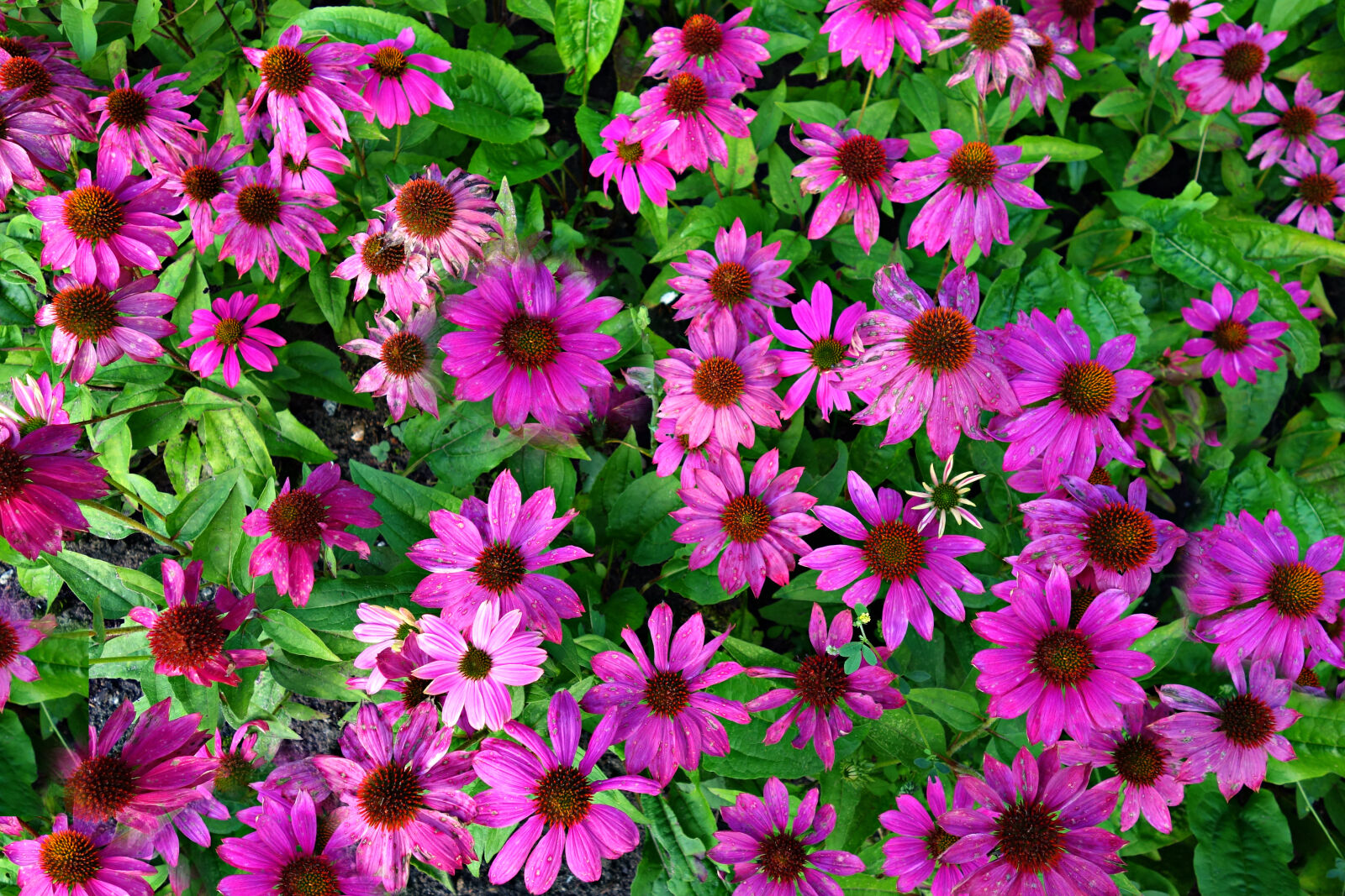 Sony Cyber-shot DSC-RX100 sample photo. Echinacea, flower, medicine, nature photography