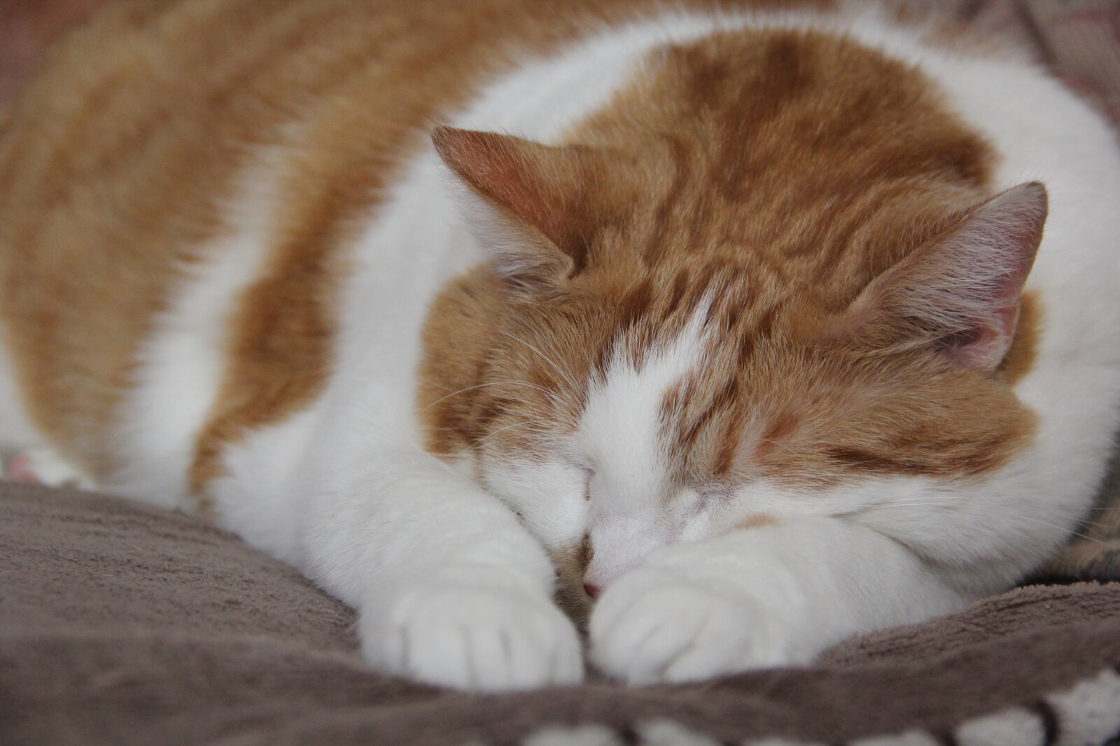 Canon EOS 60D sample photo. Cat, rotgetiegert, sleep photography