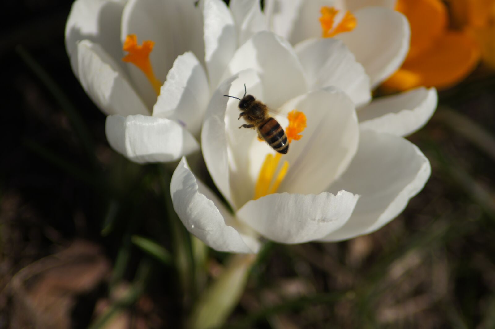 Sony SLT-A33 sample photo. Blossom, bloom, bee photography