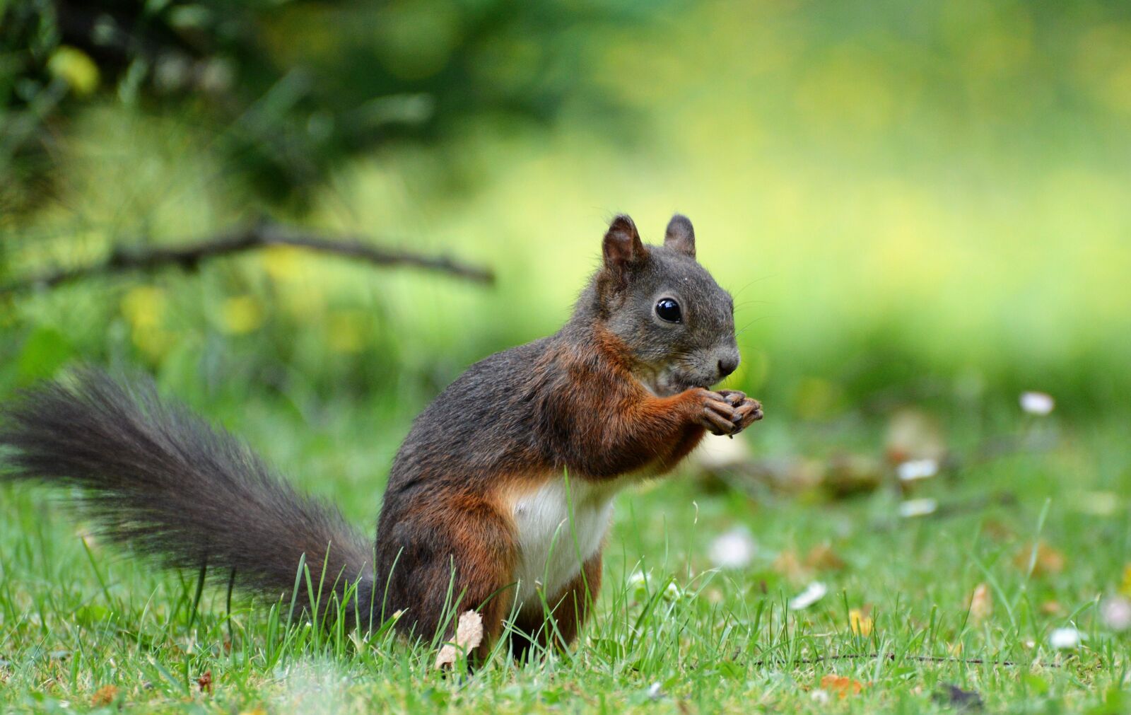 Nikon D3200 sample photo. Squirrel, nager, rodent photography