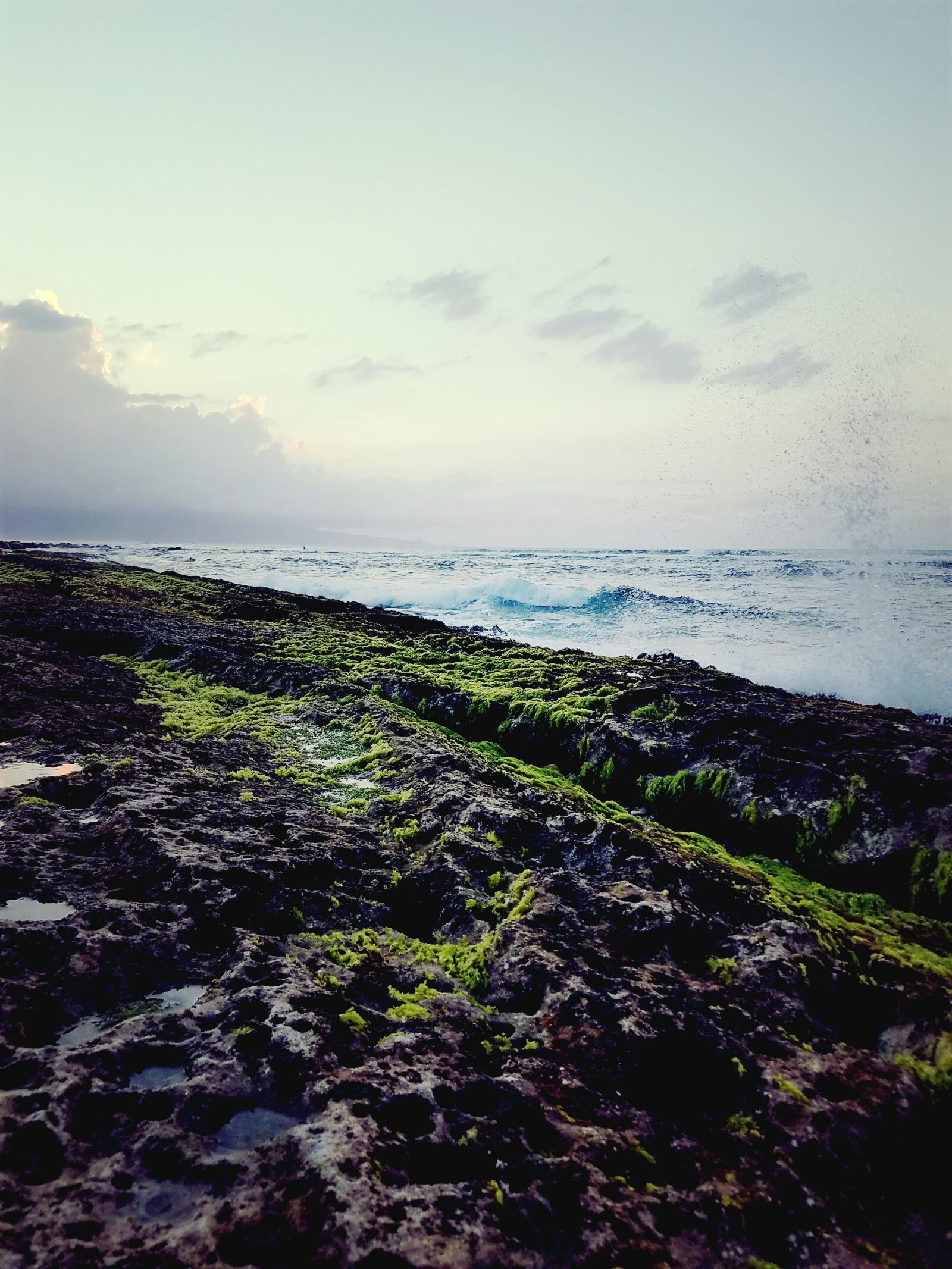 Samsung Galaxy S7 Edge sample photo. Algae, coast, line, hawaii photography