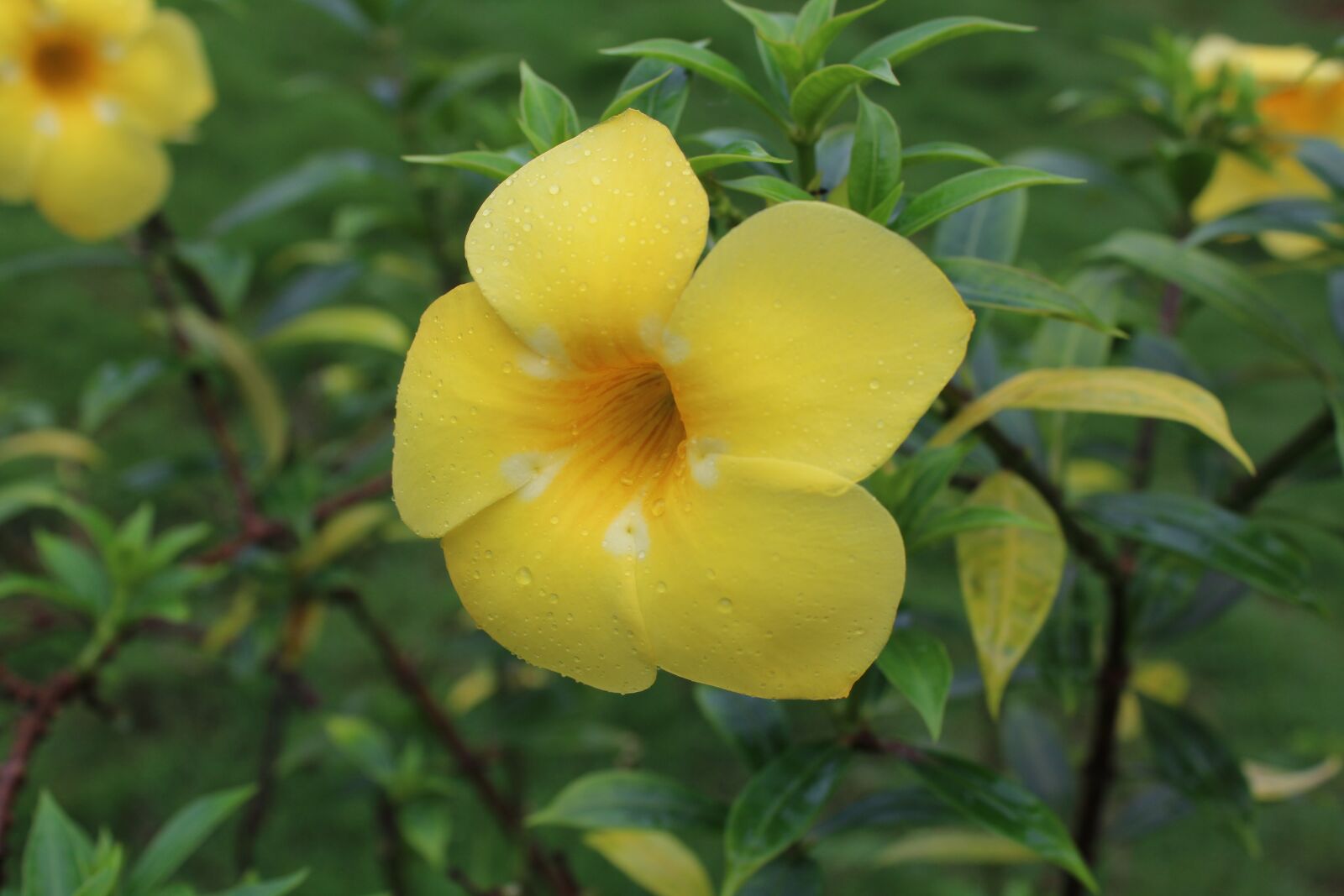 Canon EOS 1300D (EOS Rebel T6 / EOS Kiss X80) sample photo. Fellow flowers, flowers, green photography