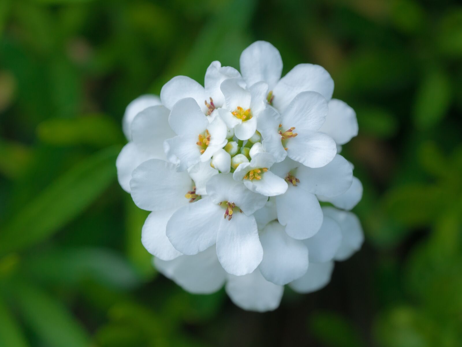 Panasonic DMC-G81 + Olympus M.Zuiko Digital ED 60mm F2.8 Macro sample photo. Flower, flowers, bright photography