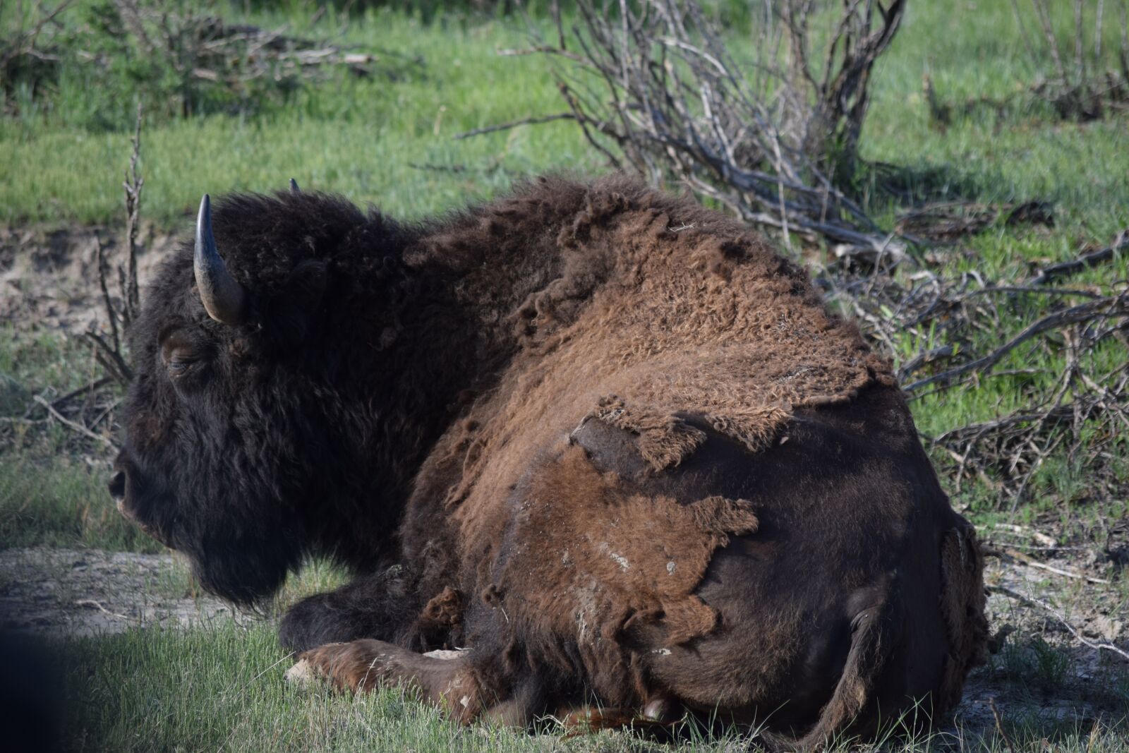 Nikon D3300 sample photo. Buffalo, bison, wildlife photography