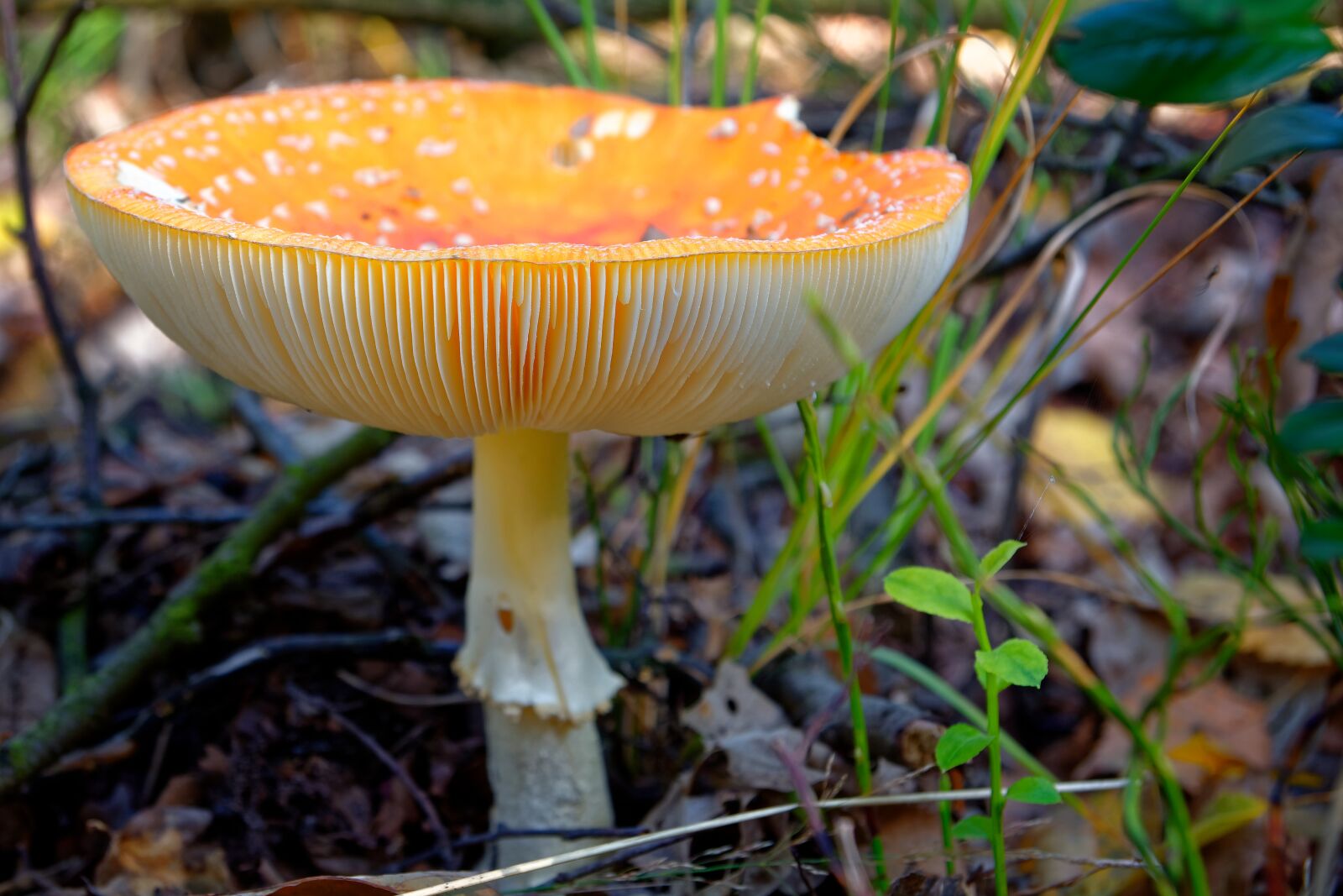 Nikon D7100 sample photo. Fly agaric, mushroom, forest photography