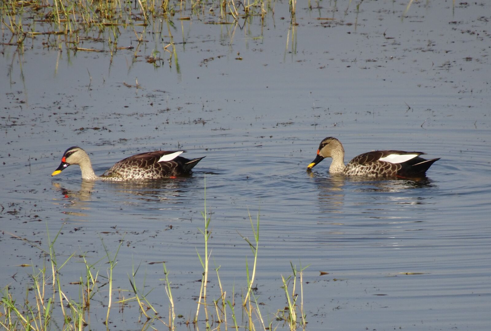 Sony Cyber-shot DSC-HX90V sample photo. Duck, bird, waterfowl photography