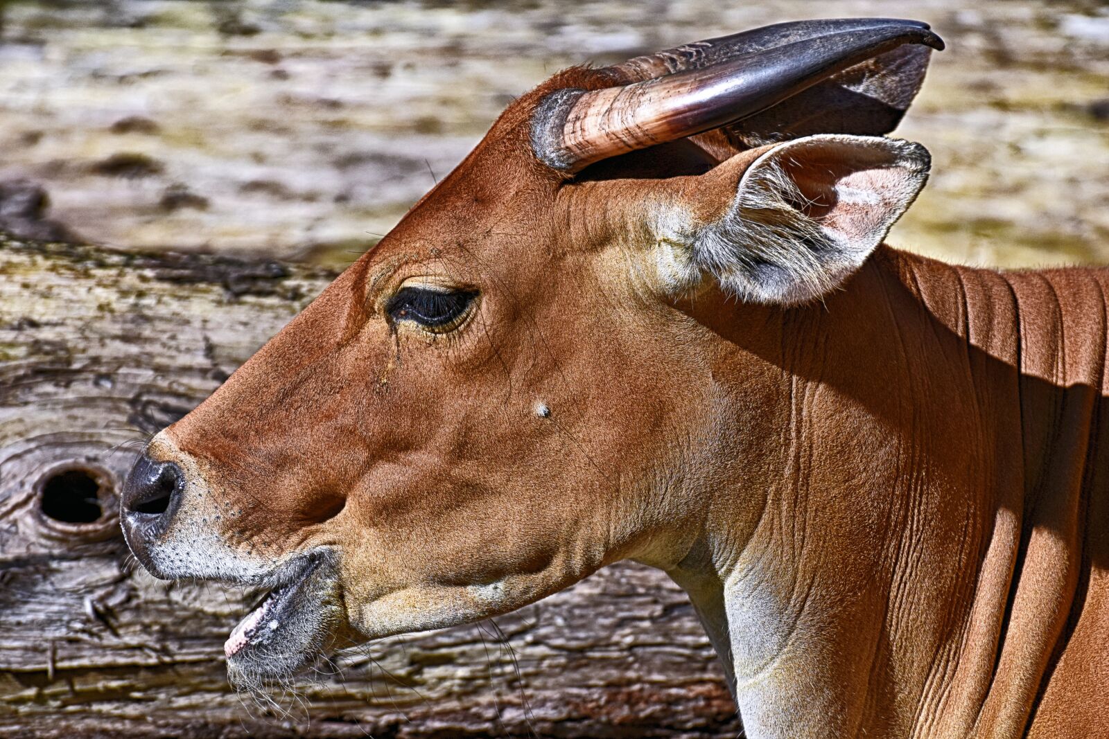 Nikon D7200 sample photo. Banteng, beef, animal photography