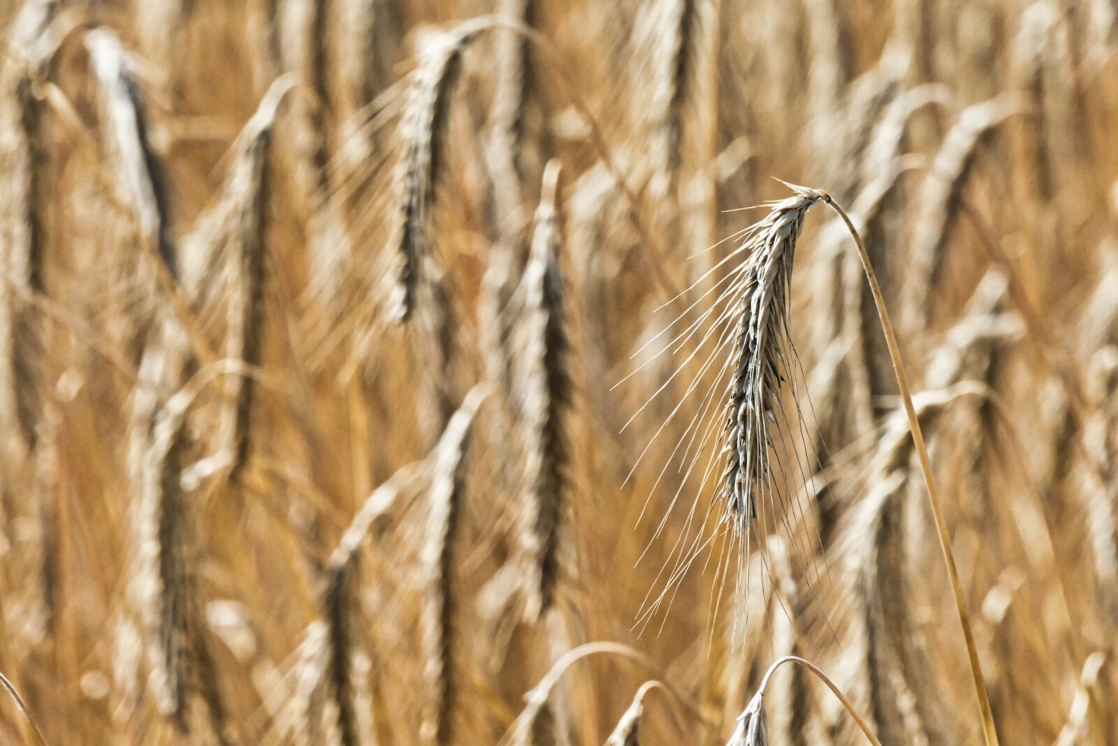 Panasonic Lumix DMC-FZ1000 sample photo. Wheat field, wheat, harvest photography
