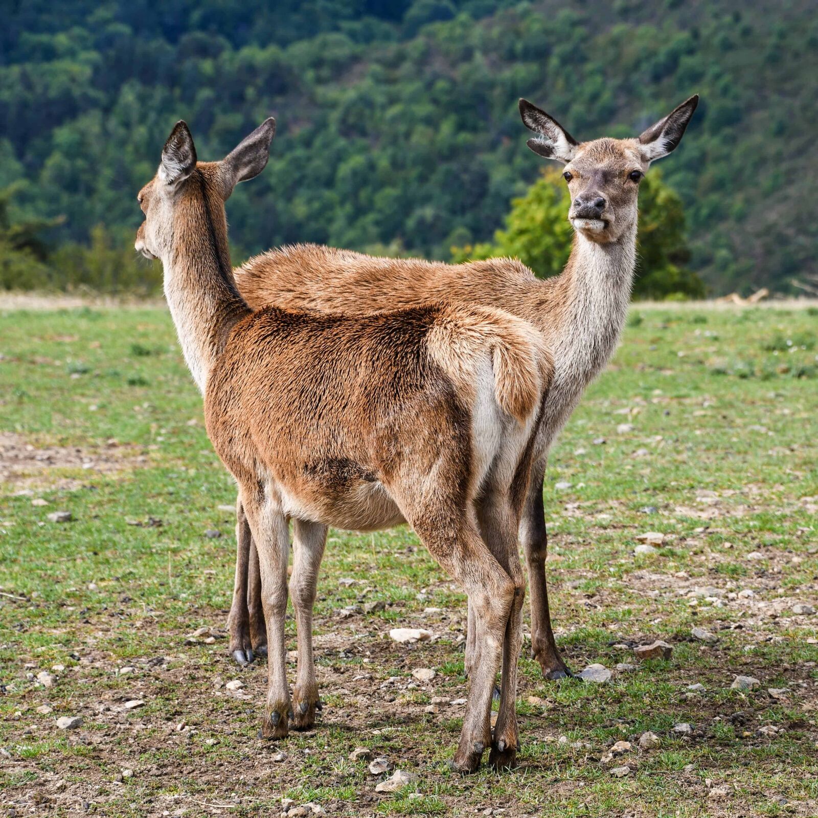 Nikon D500 sample photo. Nature, fur, deer, wild photography