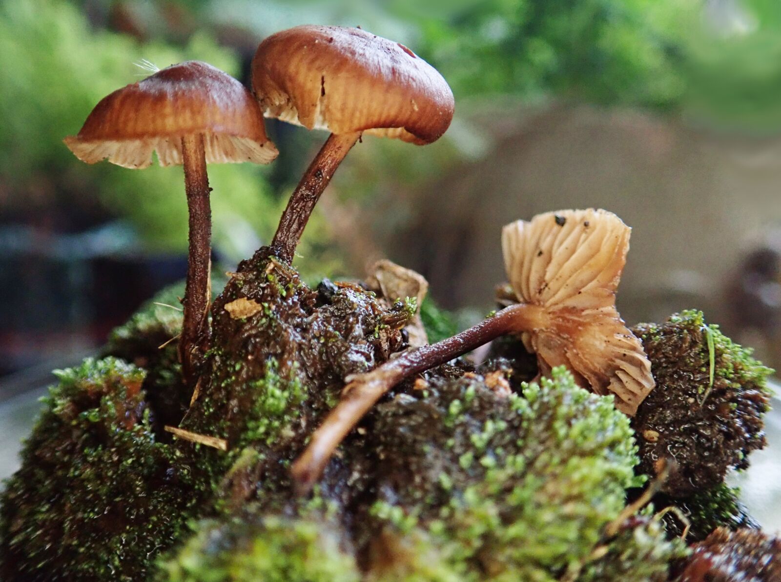 Olympus TG-5 sample photo. Mushrooms, fungi, moss photography