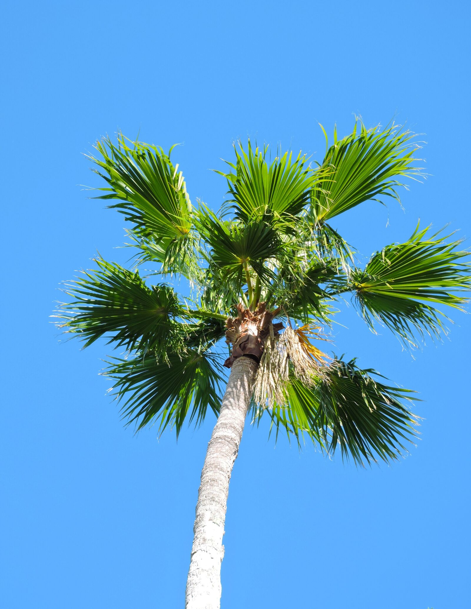 Nikon Coolpix P600 sample photo. Palm, tree, beach photography