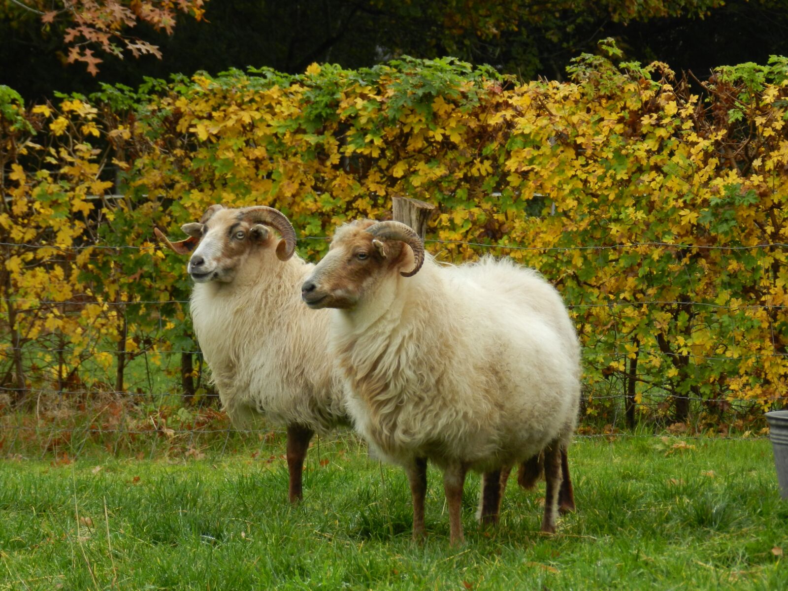 Nikon Coolpix P500 sample photo. Sheep, heather s, drenthe photography