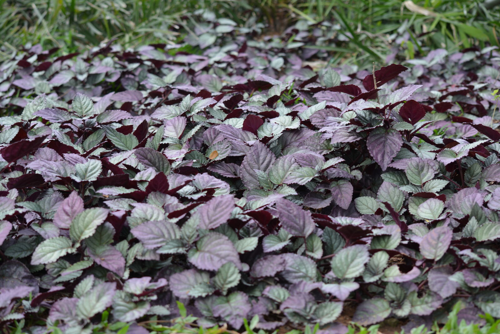 Nikon D5200 sample photo