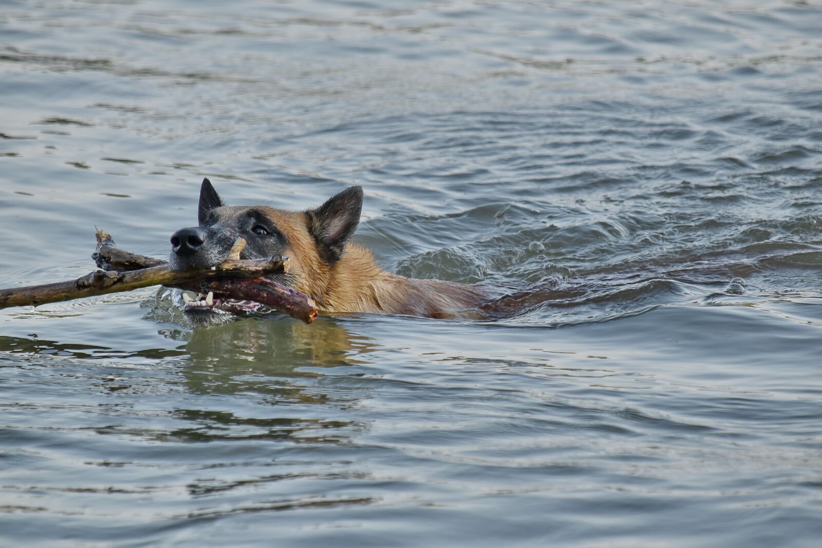 Nikon D5500 sample photo. Hunting dog, swimming, training photography