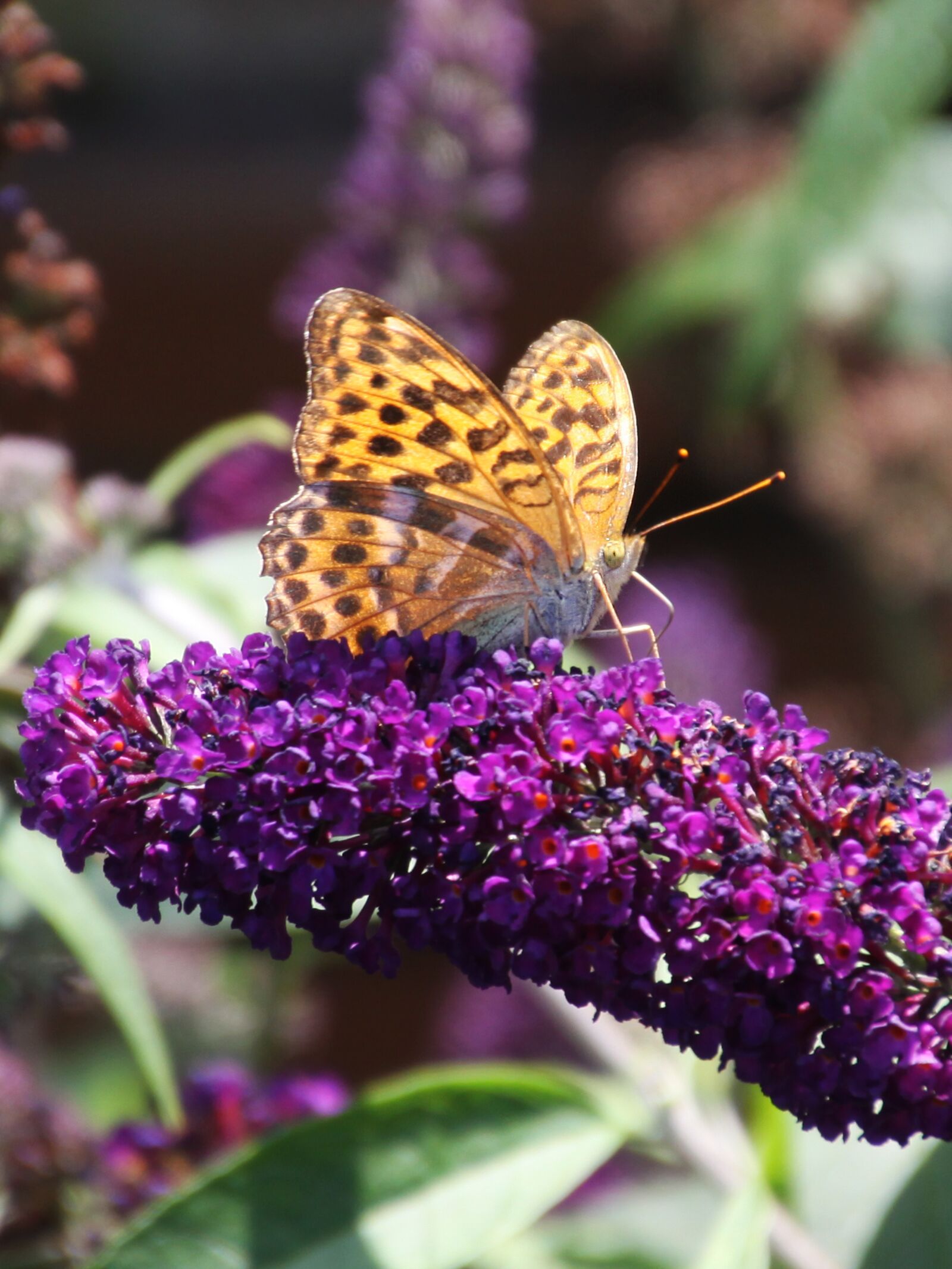 Canon EOS 50D sample photo. Vanessa cardui, buddleja davidii photography