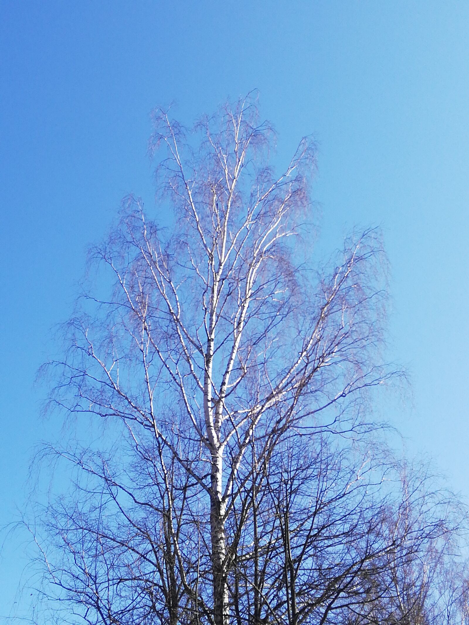 HUAWEI P20 lite sample photo. Birch, day, sky photography