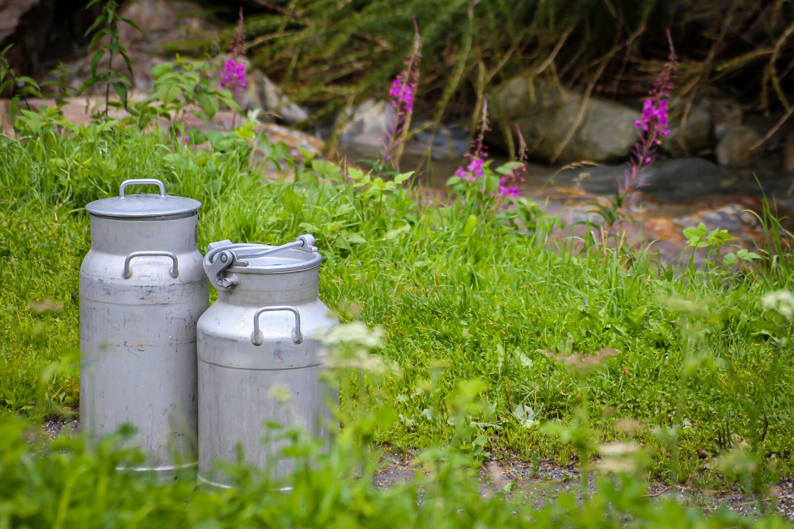 Canon EOS 550D (EOS Rebel T2i / EOS Kiss X4) sample photo. Milk cans, farm, milk photography