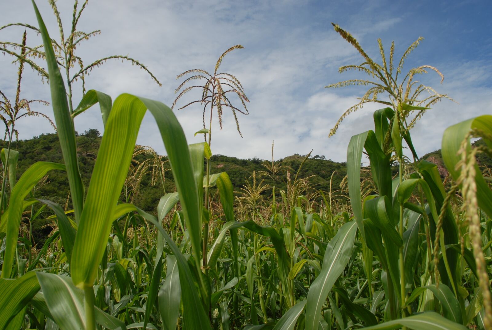 Nikon D200 sample photo. Flora, wild, maize field photography