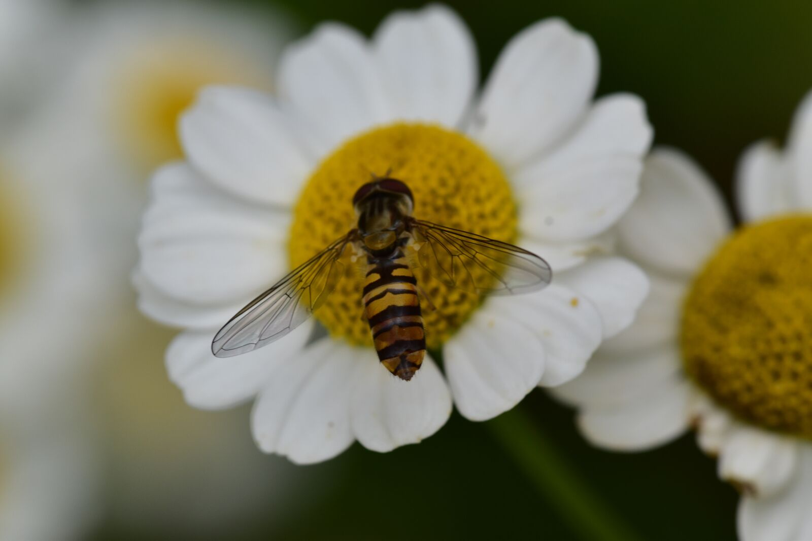 Nikon D5500 sample photo. Fly, flower, daisy photography
