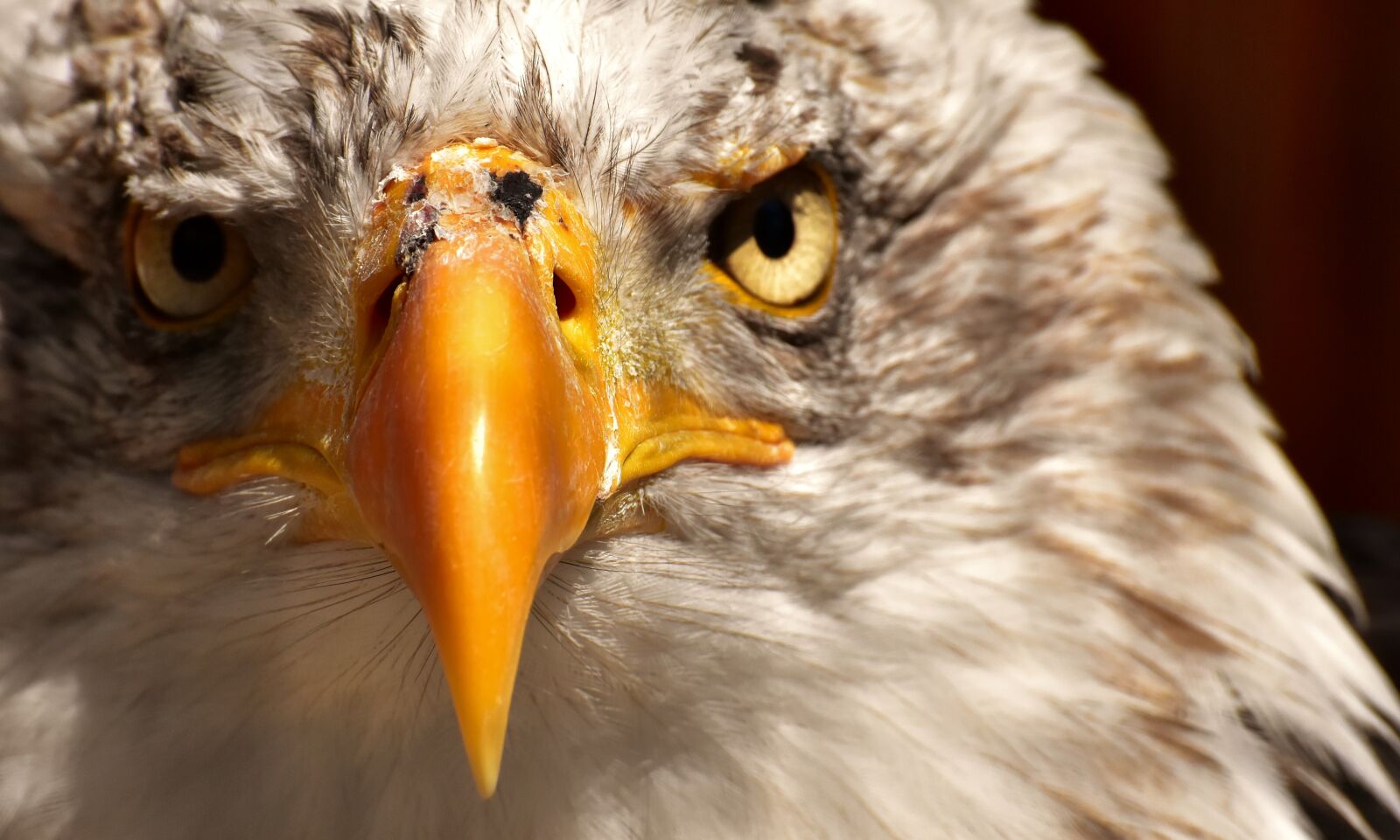 Nikon D7200 sample photo. Adler, bald eagle, bird photography