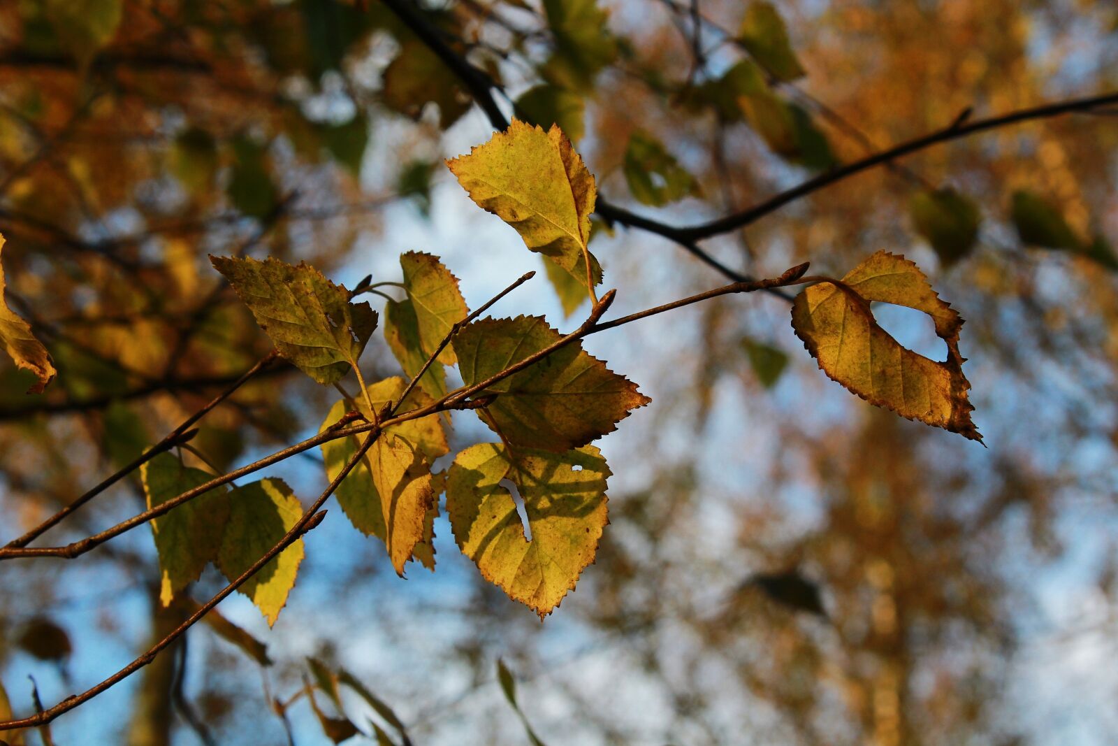 Canon EOS 1200D (EOS Rebel T5 / EOS Kiss X70 / EOS Hi) sample photo. Leaves, tree, nature photography