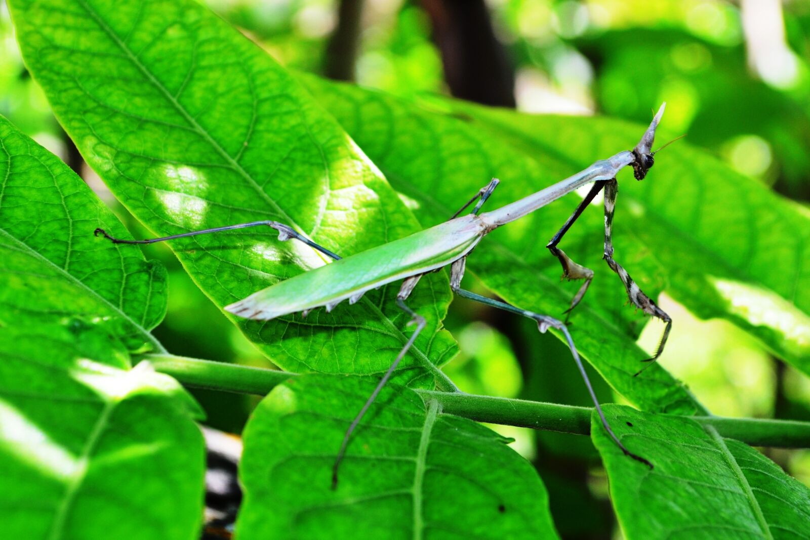 Nikon D5100 sample photo. Mantis, nature, green photography