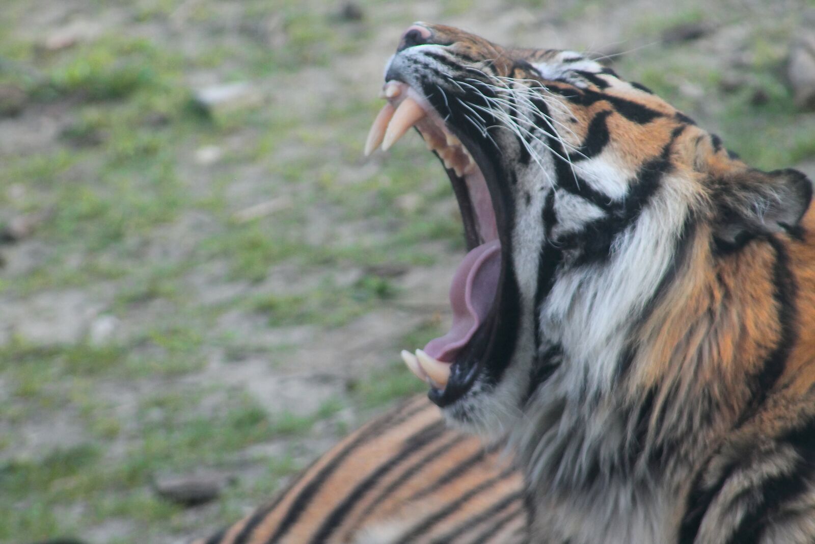 Canon EF75-300mm f/4-5.6 sample photo. Nature, tiger, animal world photography