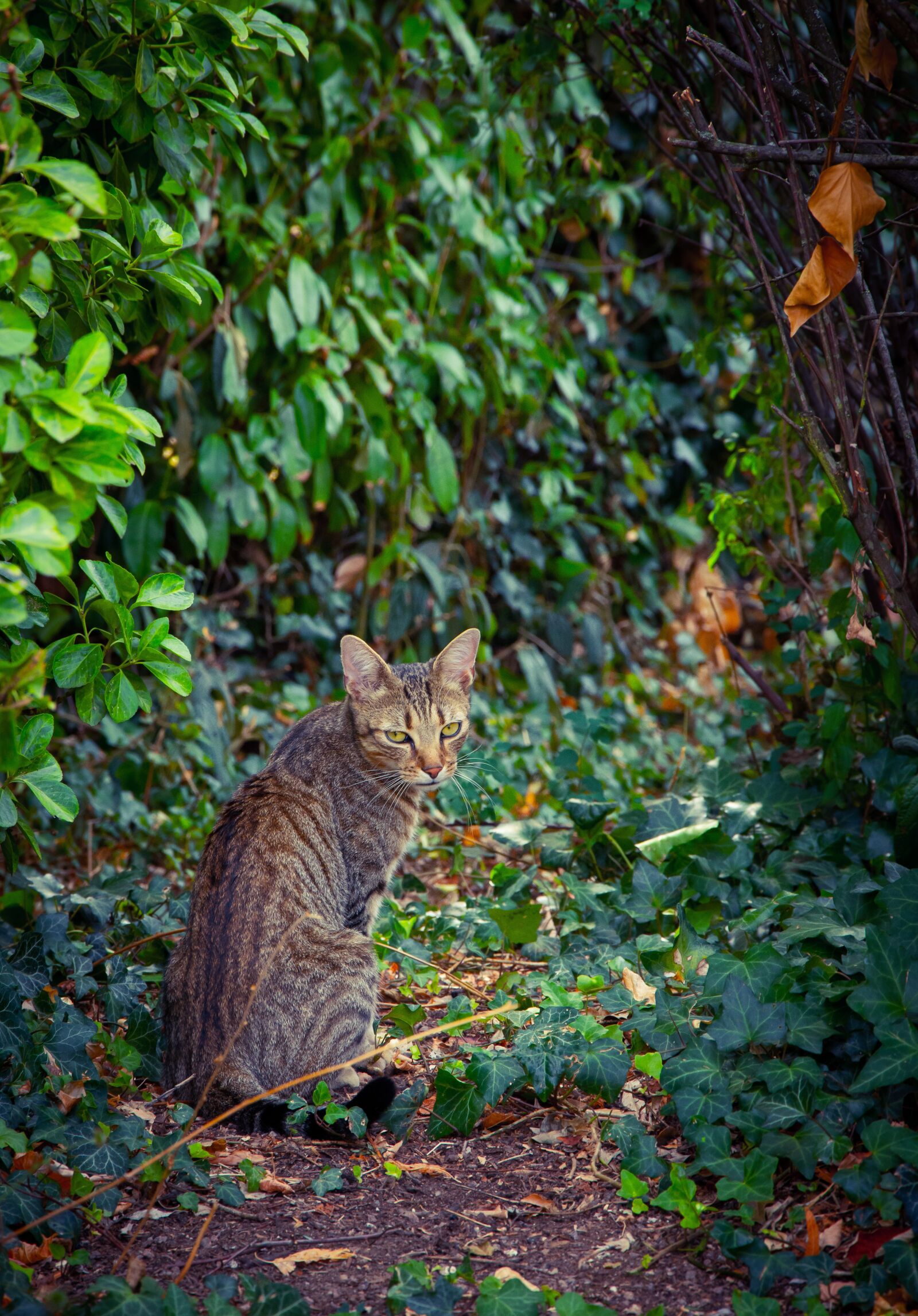 Nikon D7200 sample photo. Cat, ride, feline photography