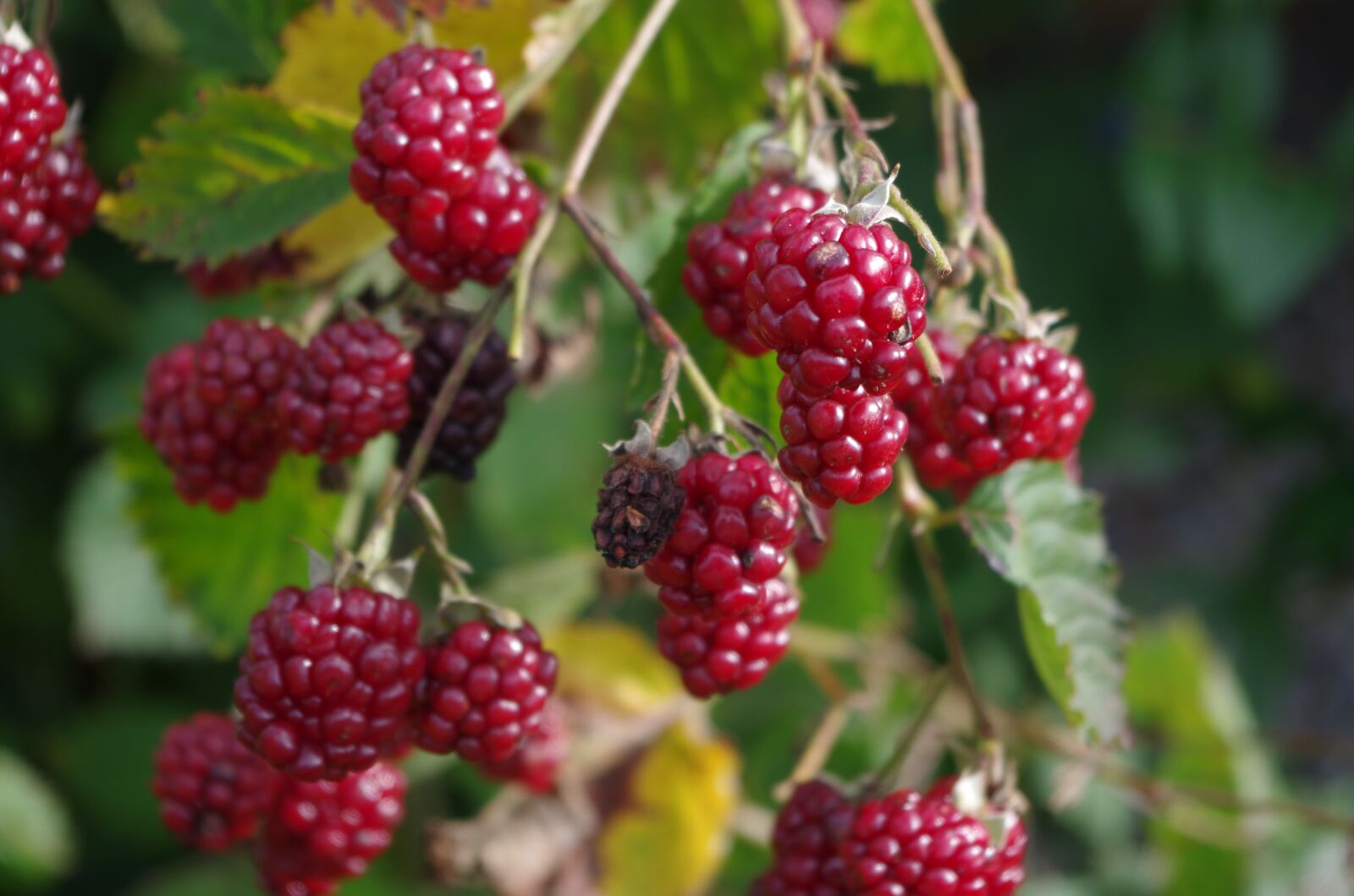 Pentax K-50 sample photo. Blackberries, plant, macro photography