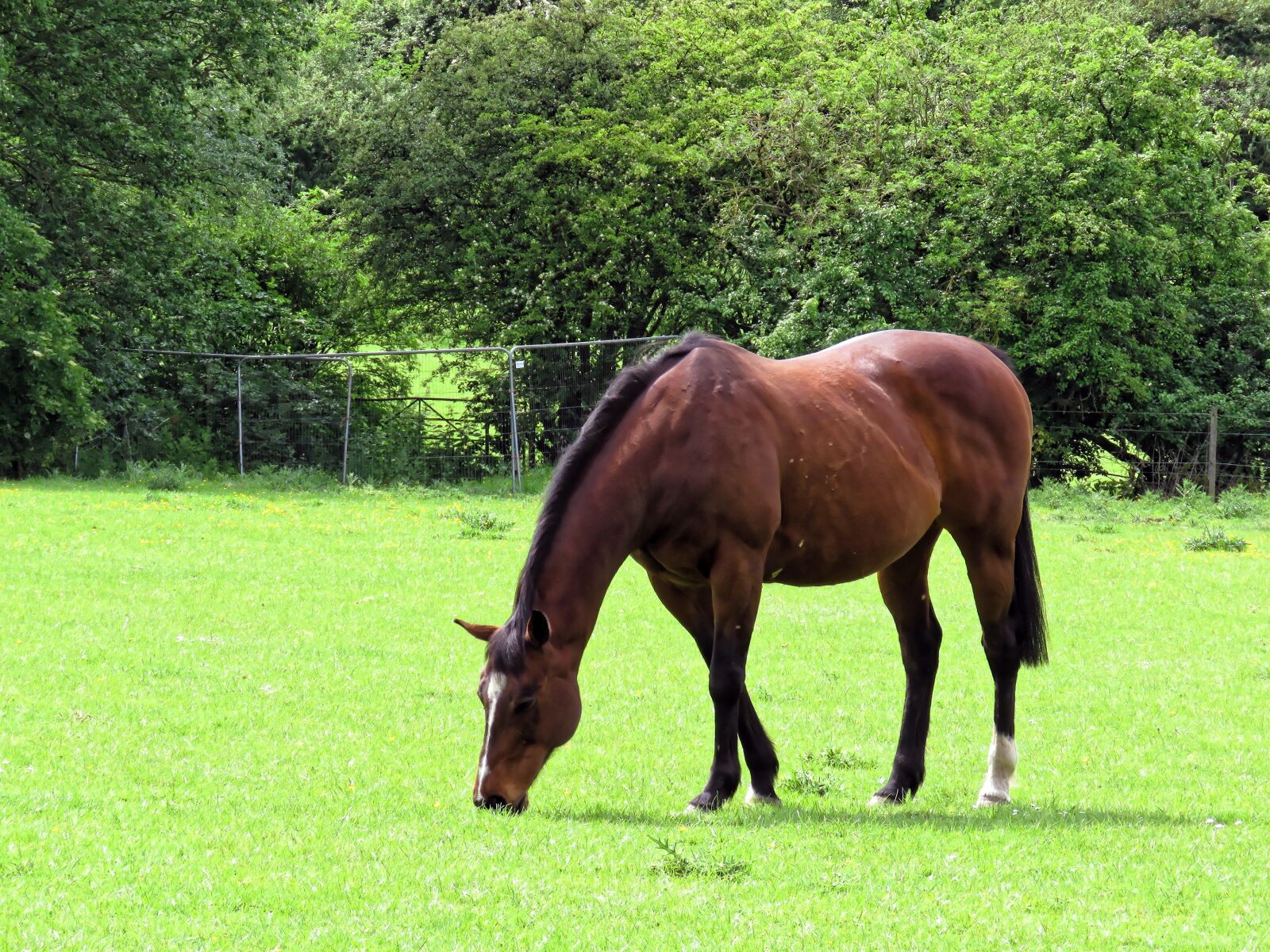 Canon PowerShot SX60 HS sample photo. Seal brown horse, brown photography