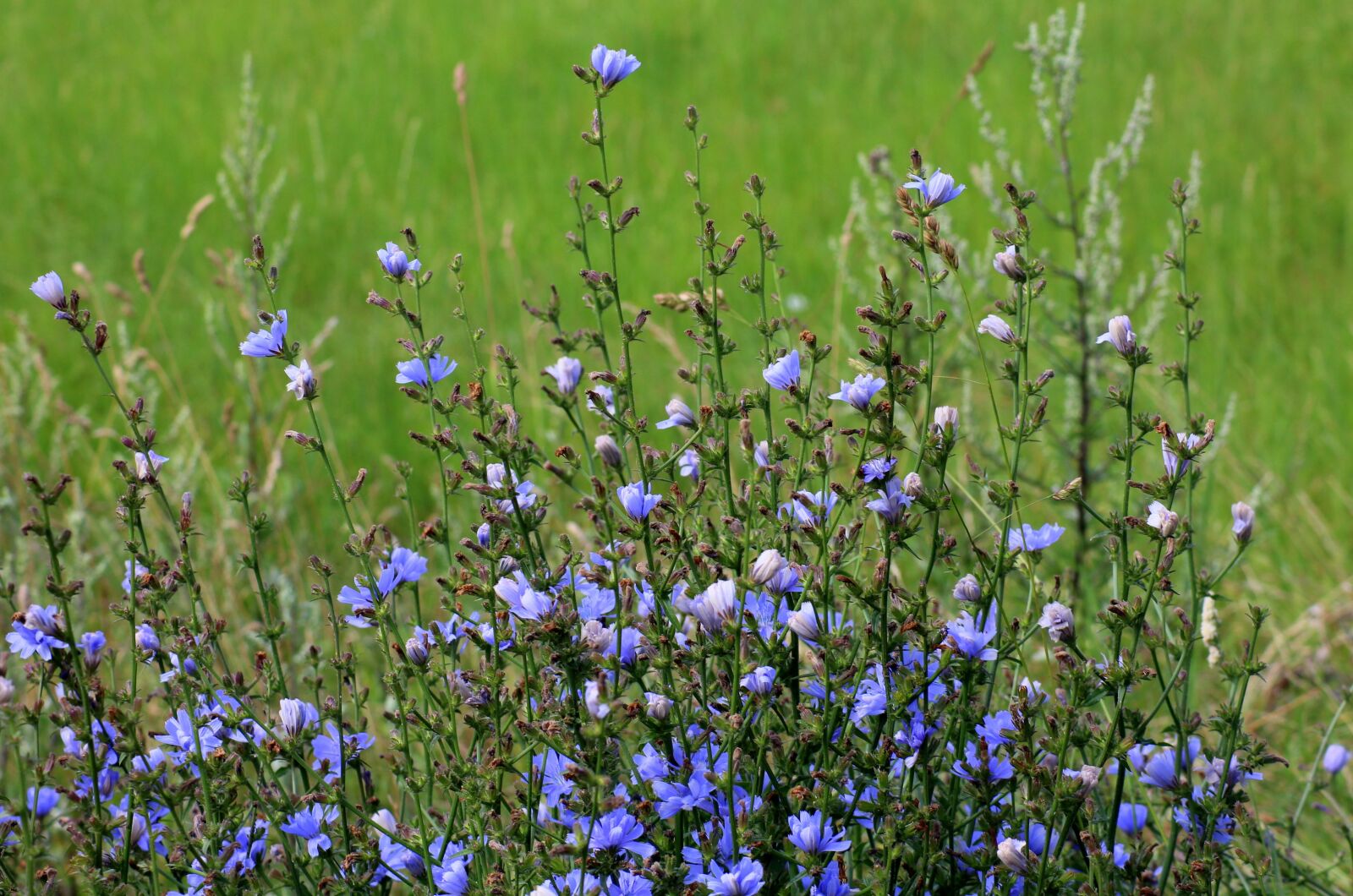 Canon EOS 1200D (EOS Rebel T5 / EOS Kiss X70 / EOS Hi) sample photo. Chicory, flowers, wildflowers photography