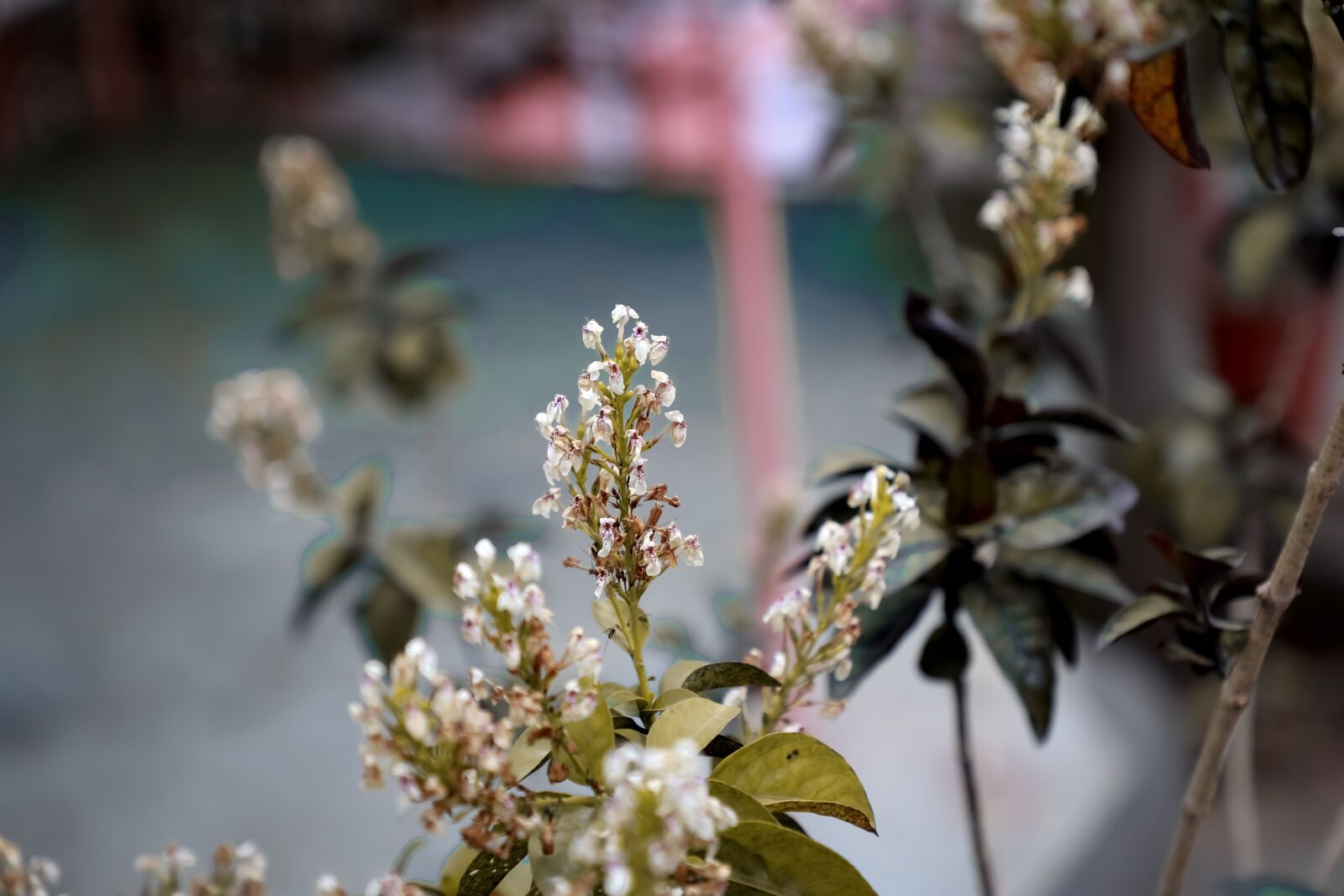 Canon EF 24-105mm F4L IS II USM sample photo. Flower, bouquet, nature photography