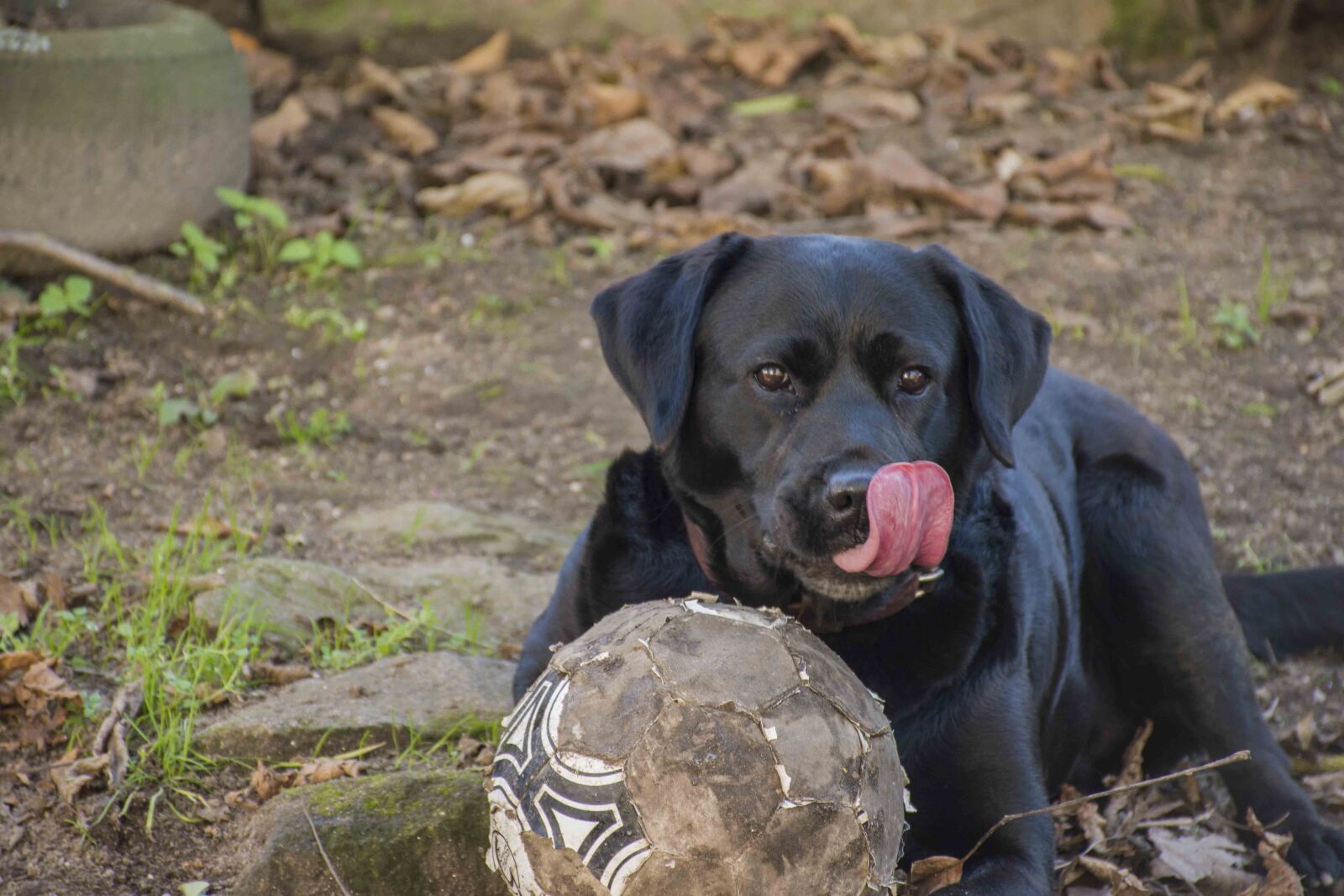 Nikon D5600 sample photo. Animalia, mammals, dog photography