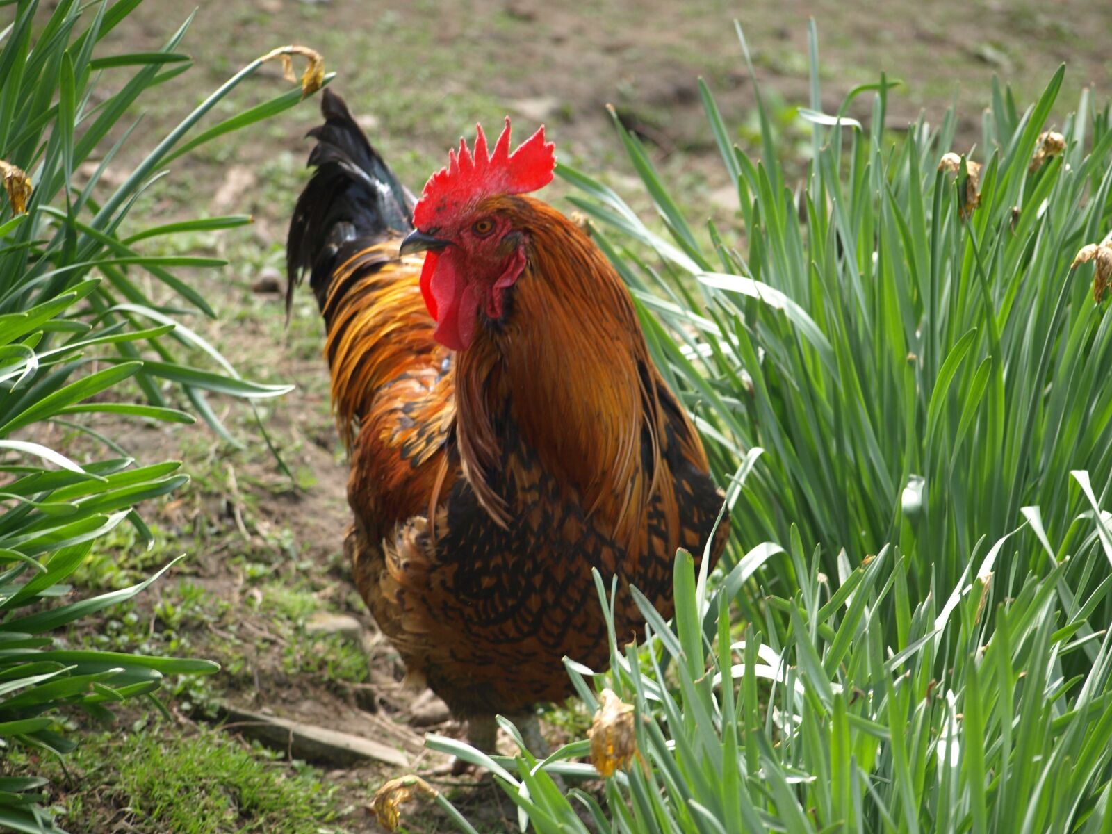 Olympus E-510 (EVOLT E-510) sample photo. Cock, poultry, feather photography