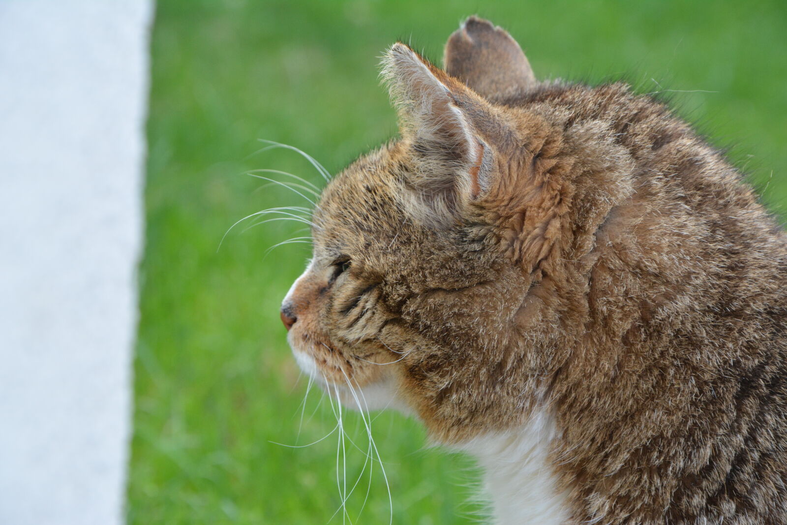 Nikon D5200 sample photo. Cat photography